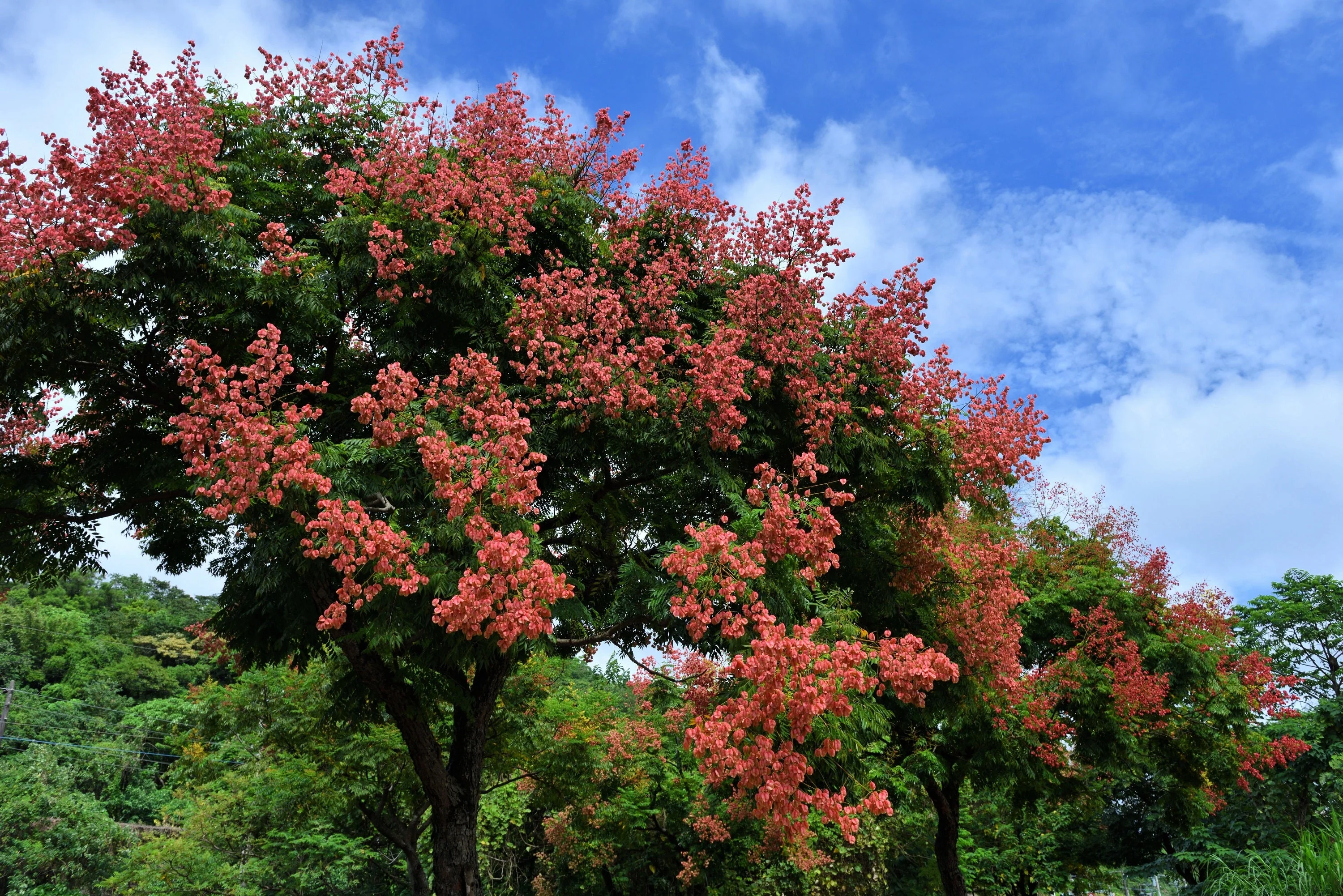 10 GOLDEN RAIN TREE Goldenrain Koelreuteria Paniculata Yellow Flower Seeds - Image 2