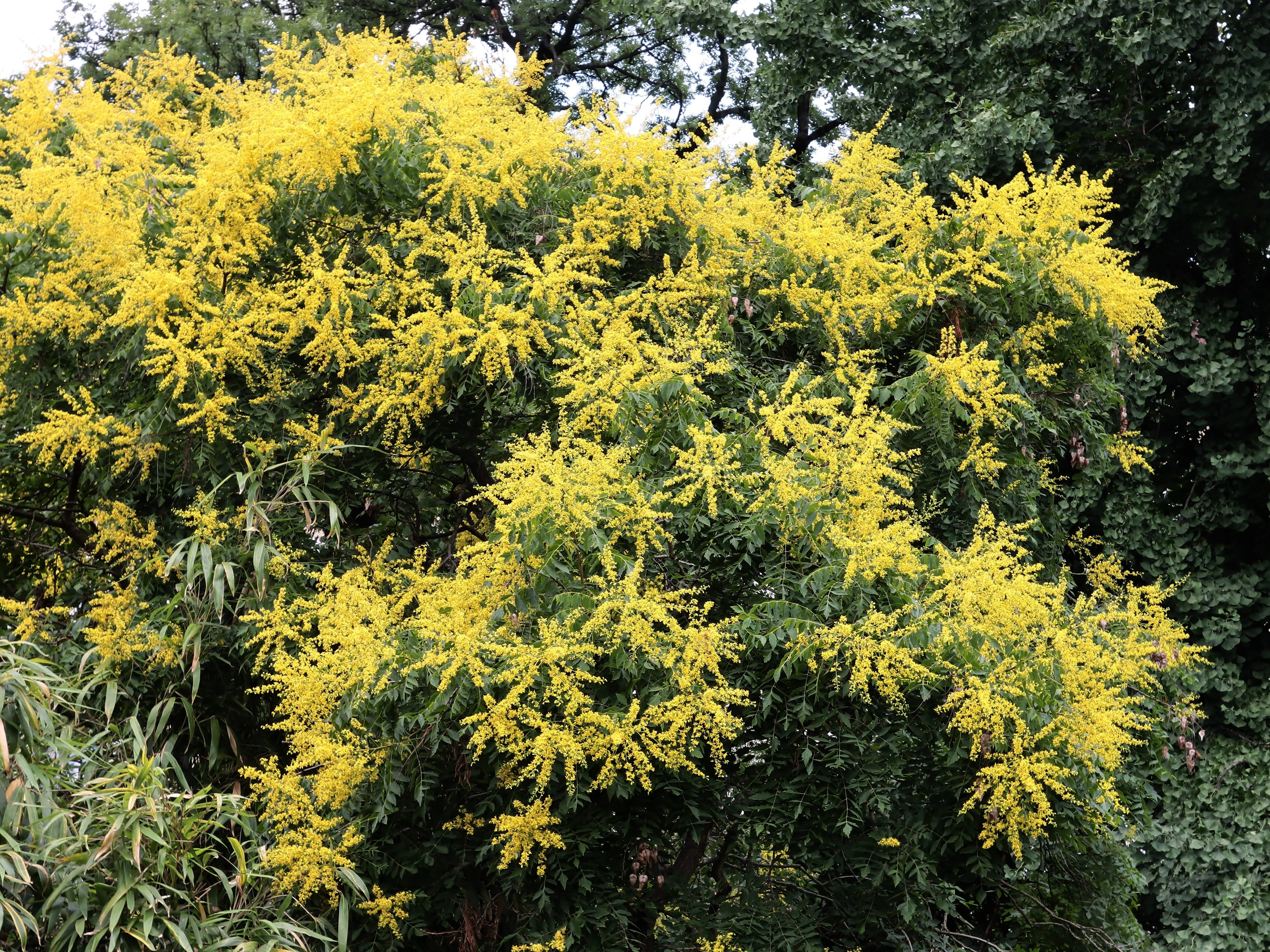 10 GOLDEN RAIN TREE Goldenrain Koelreuteria Paniculata Yellow Flower Seeds - Image 4