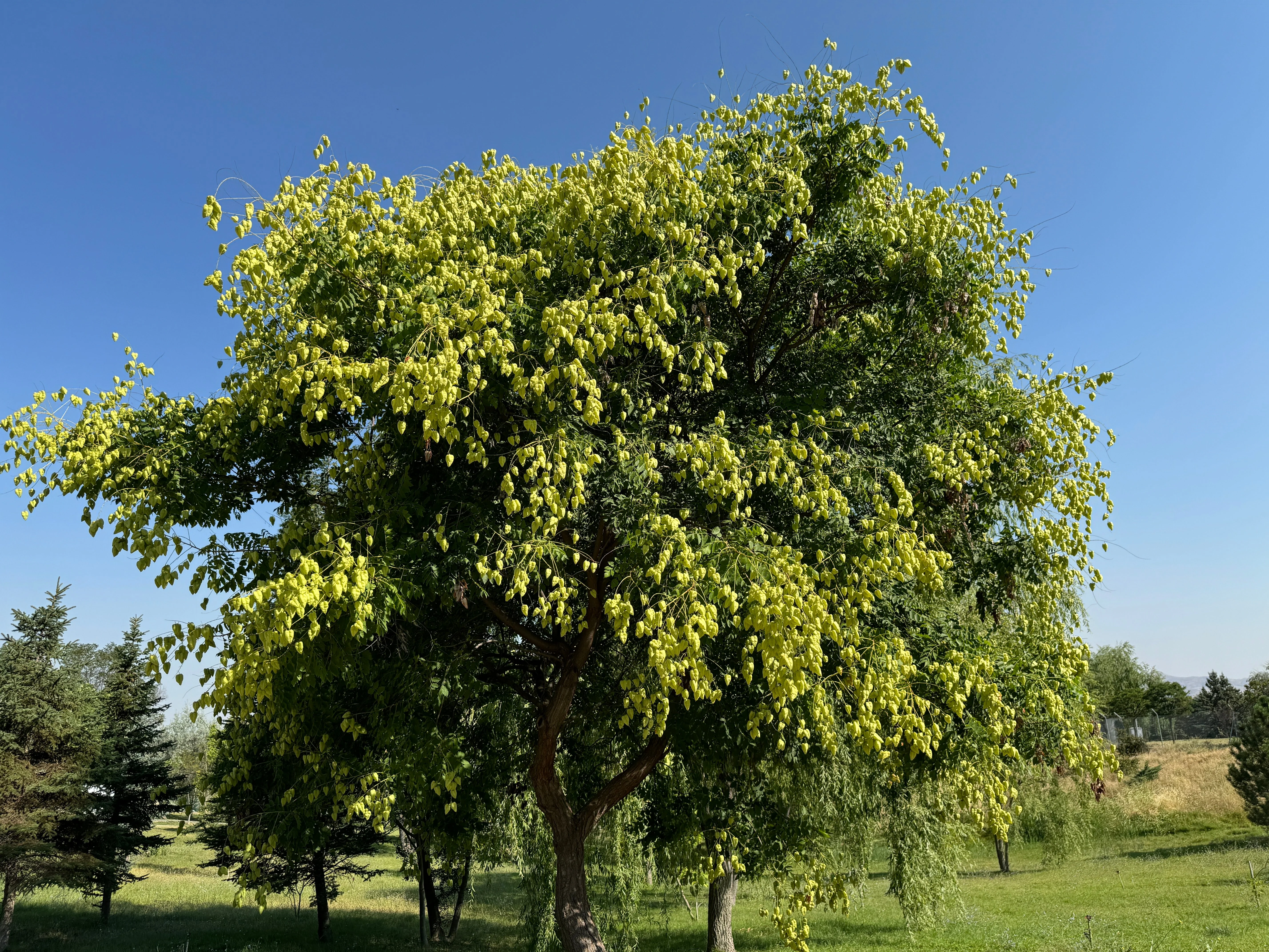 10 GOLDEN RAIN TREE Goldenrain Koelreuteria Paniculata Yellow Flower Seeds - Image 5