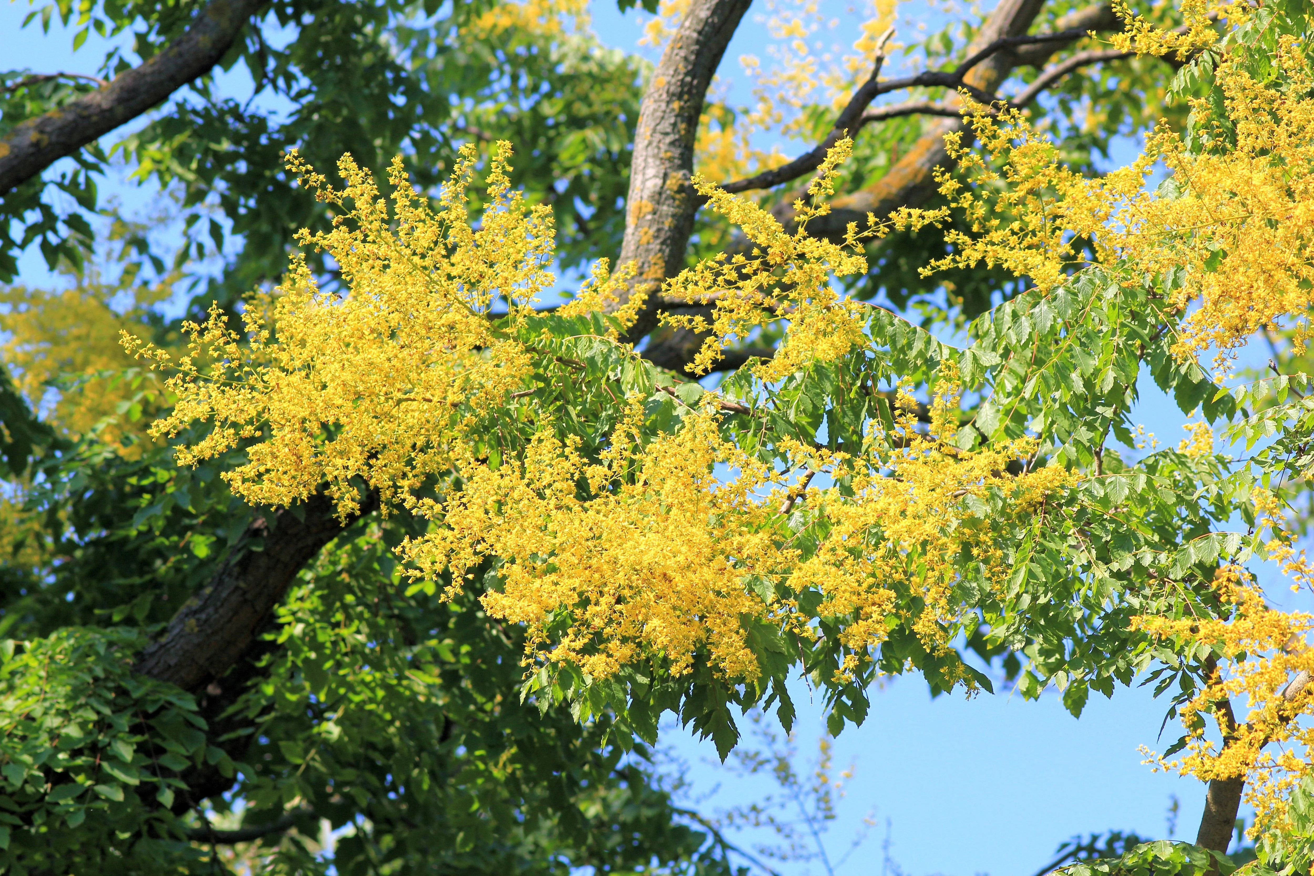 10 GOLDEN RAIN TREE Goldenrain Koelreuteria Paniculata Yellow Flower Seeds - Image 6