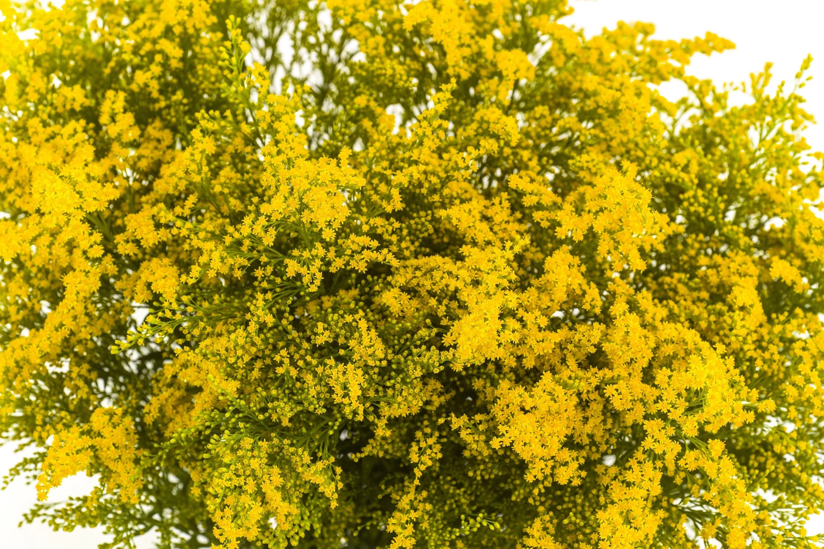 10 GOLDEN RAIN TREE Goldenrain Koelreuteria Paniculata Yellow Flower Seeds - Image 7