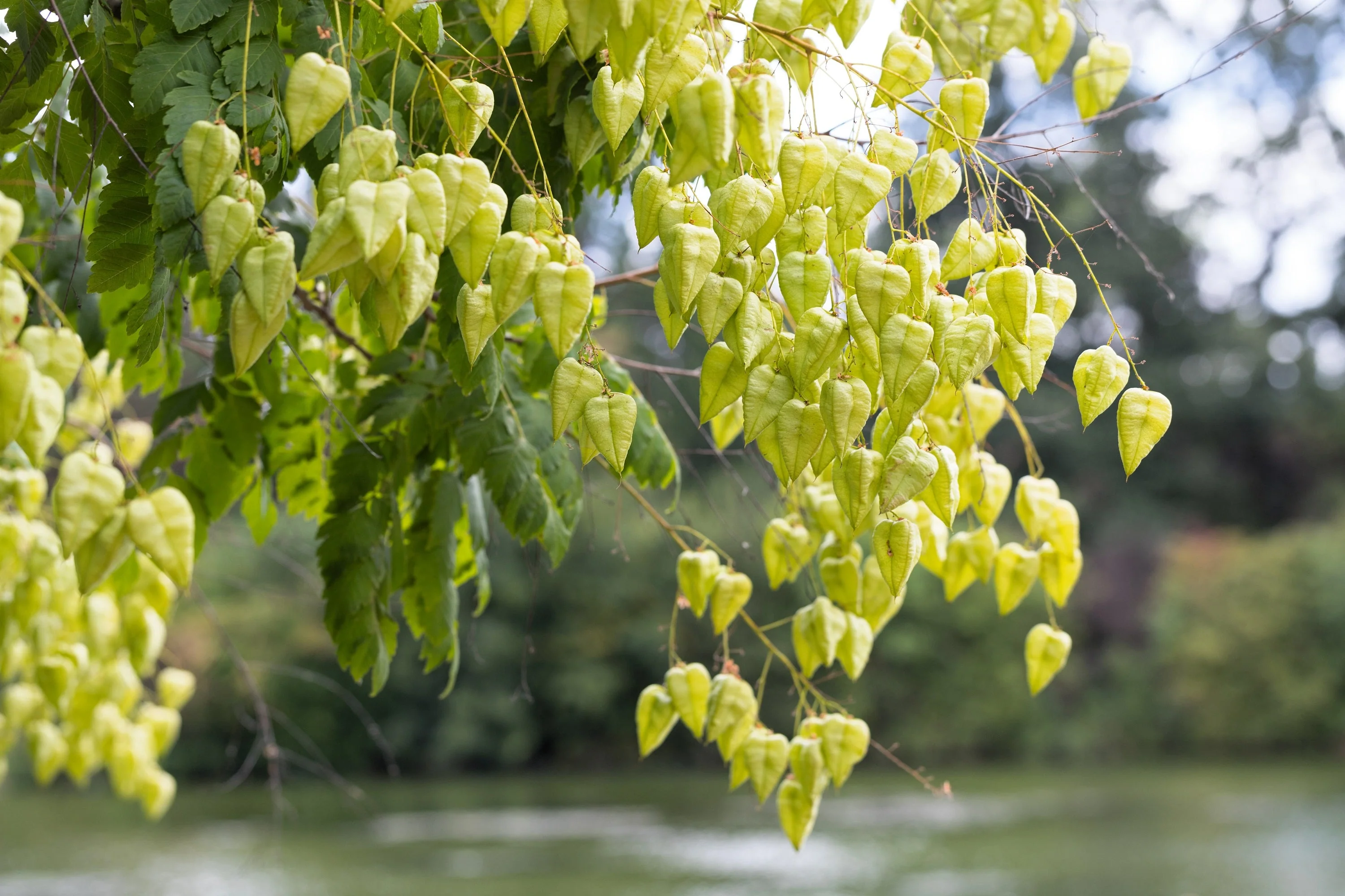 10 GOLDEN RAIN TREE Goldenrain Koelreuteria Paniculata Yellow Flower Seeds - Image 8