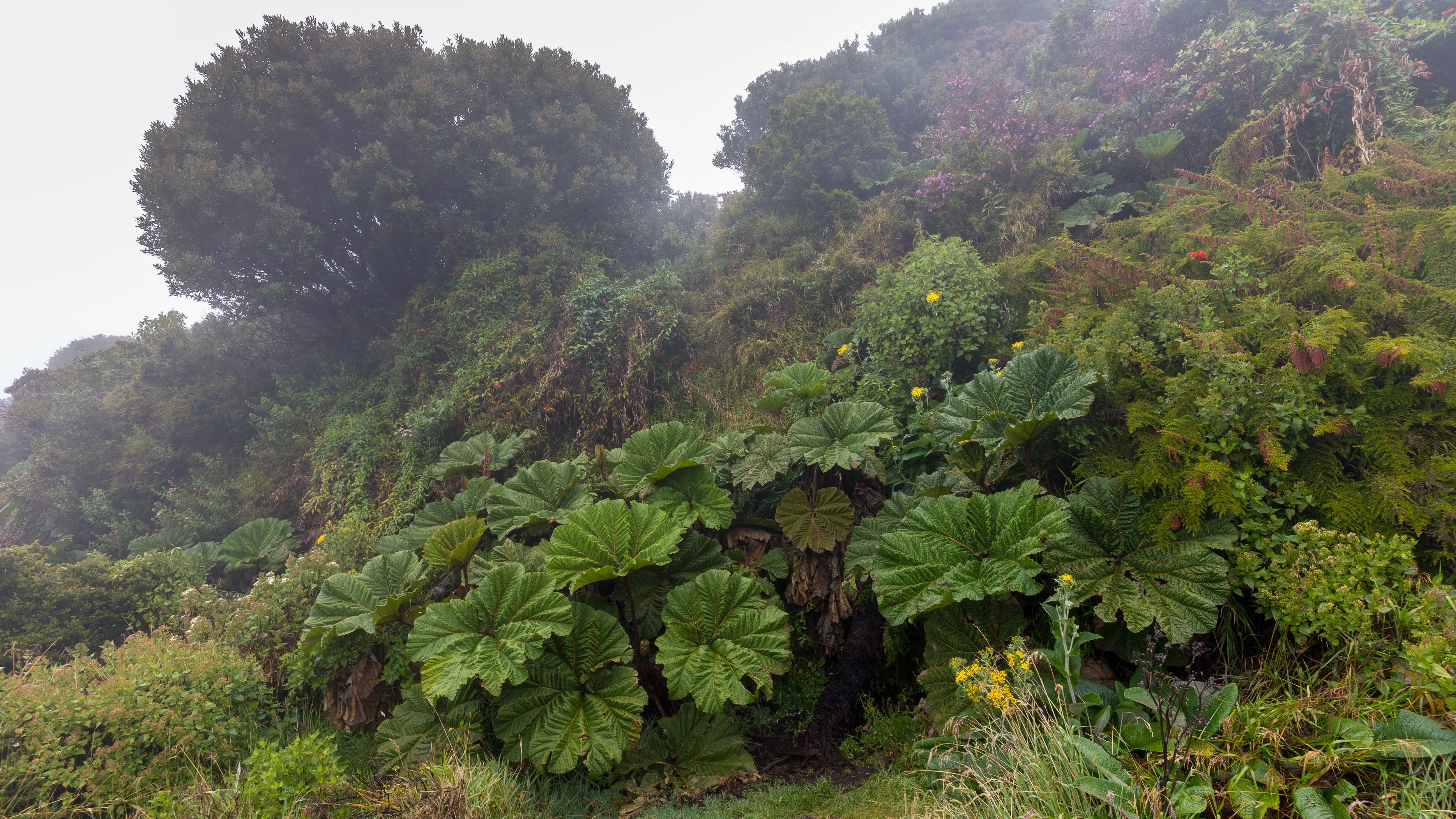 10 GUNNERA INSIGNIS Giant Rhubarb (Leaves up to 6' Wide, Red Flower Spikes to 3') Dinosaur Plant Seeds - Image 10