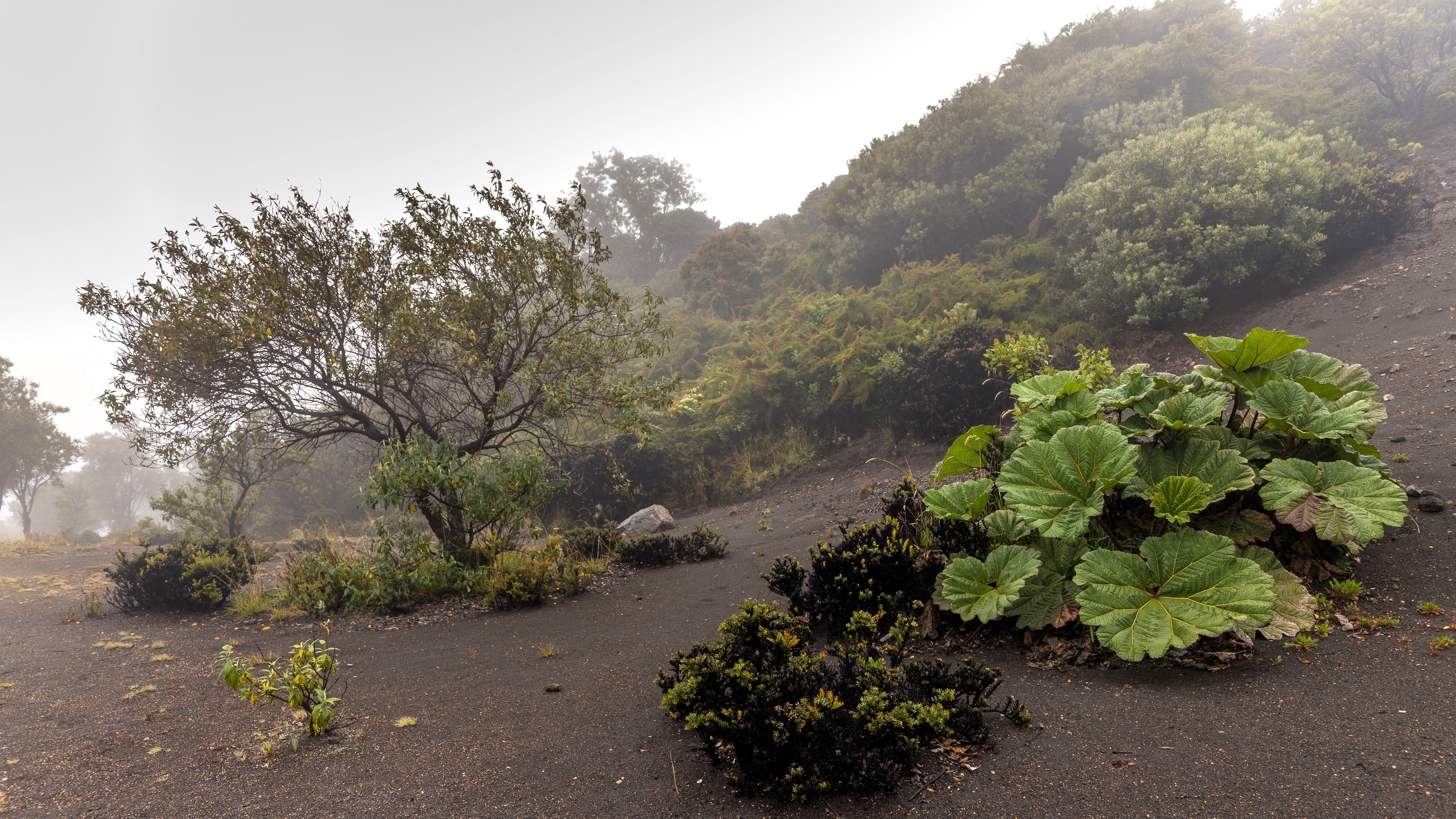 10 GUNNERA INSIGNIS Giant Rhubarb (Leaves up to 6' Wide, Red Flower Spikes to 3') Dinosaur Plant Seeds - Image 11