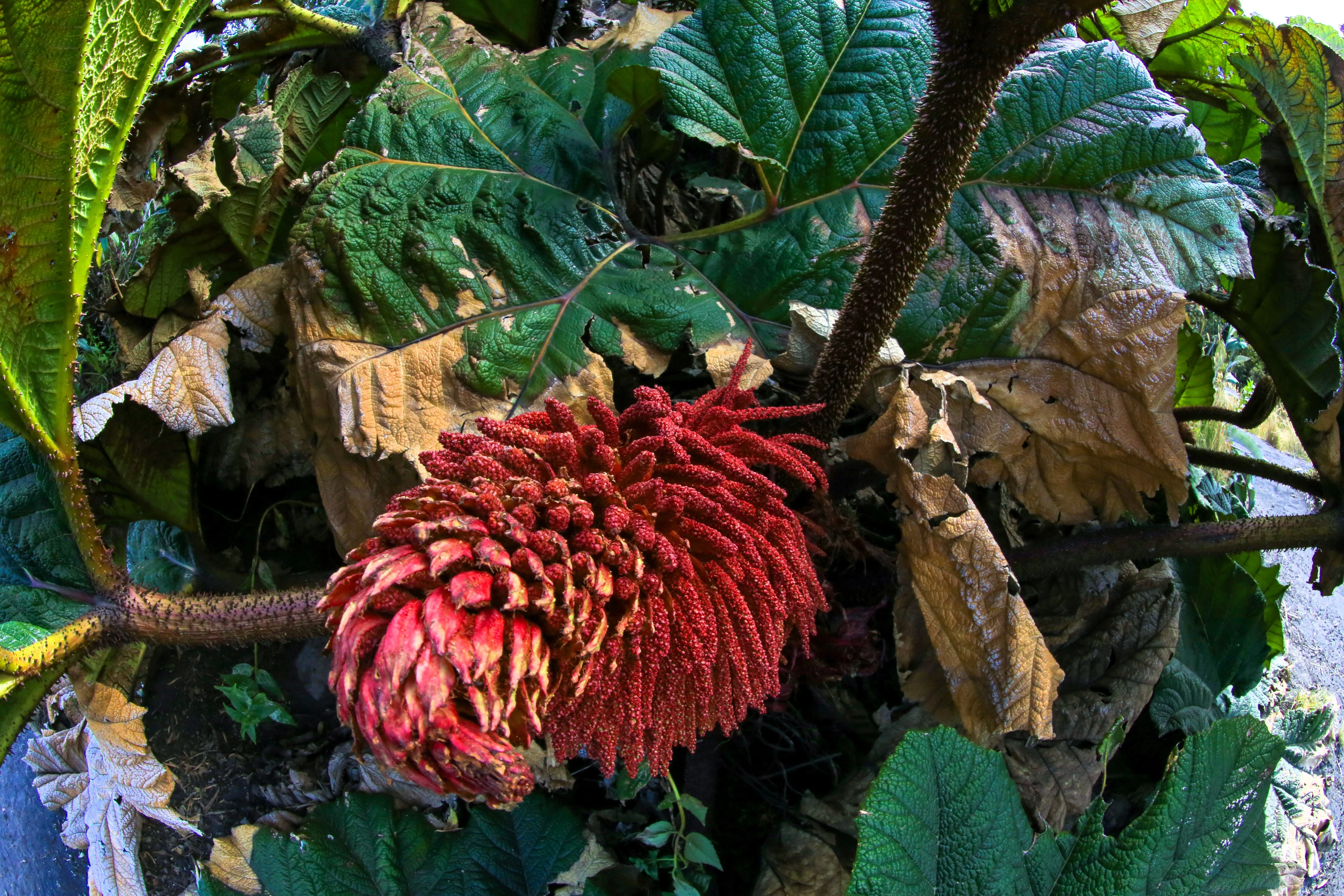 10 GUNNERA INSIGNIS Giant Rhubarb (Leaves up to 6' Wide, Red Flower Spikes to 3') Dinosaur Plant Seeds - Image 12