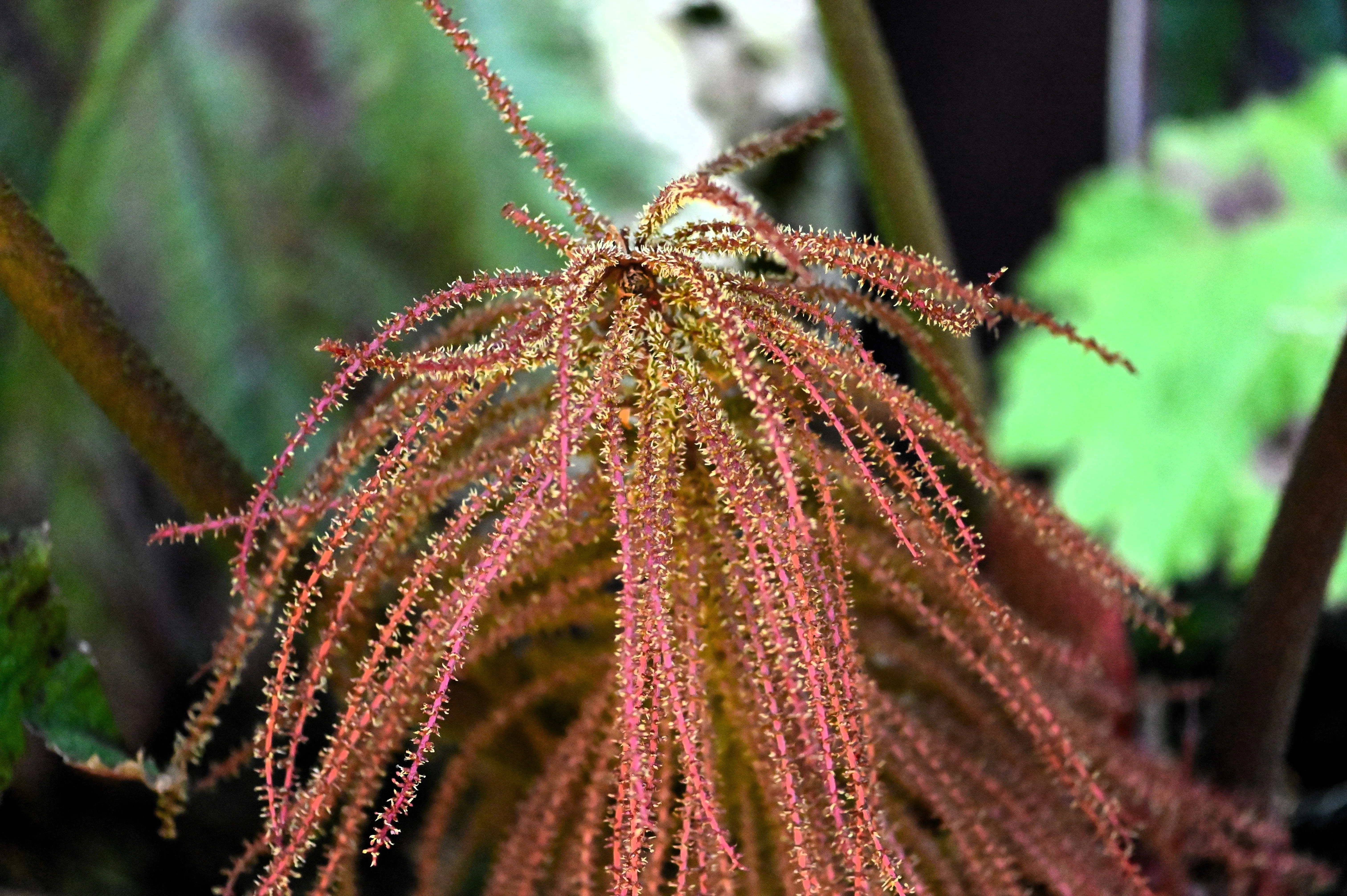 10 GUNNERA INSIGNIS Giant Rhubarb (Leaves up to 6' Wide, Red Flower Spikes to 3') Dinosaur Plant Seeds - Image 13