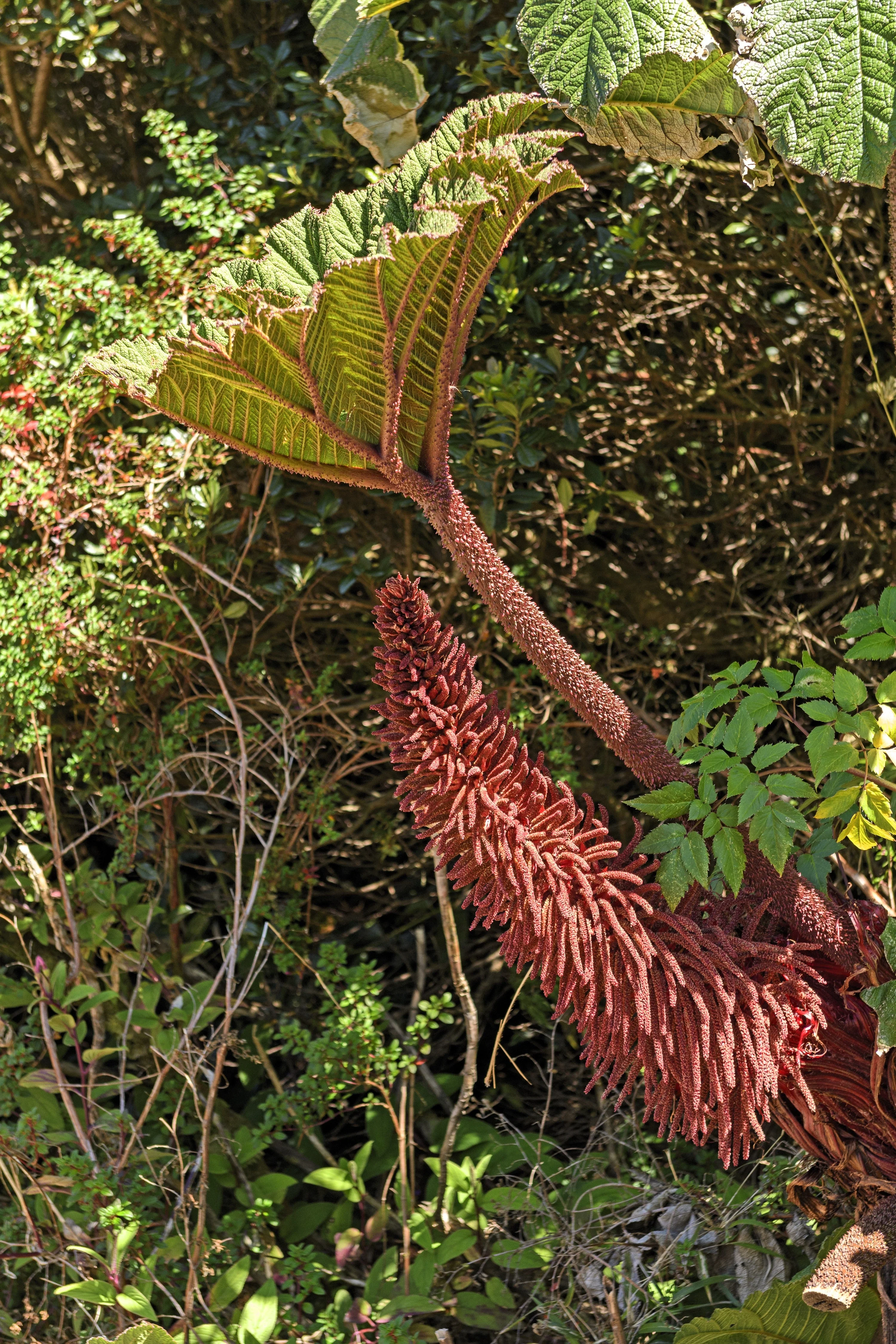 10 GUNNERA INSIGNIS Giant Rhubarb (Leaves up to 6' Wide, Red Flower Spikes to 3') Dinosaur Plant Seeds - Image 14