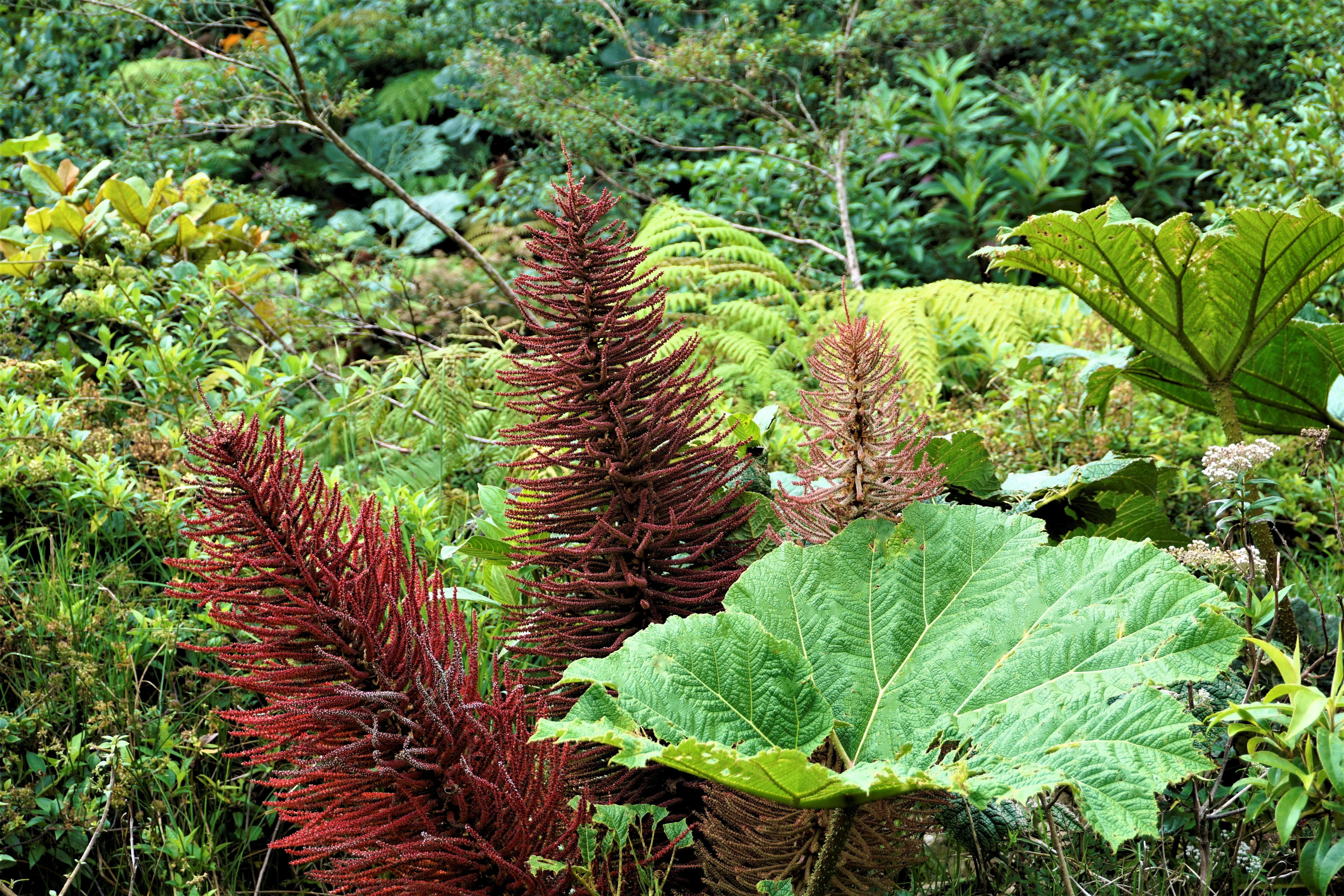 10 GUNNERA INSIGNIS Giant Rhubarb (Leaves up to 6' Wide, Red Flower Spikes to 3') Dinosaur Plant Seeds - Image 2