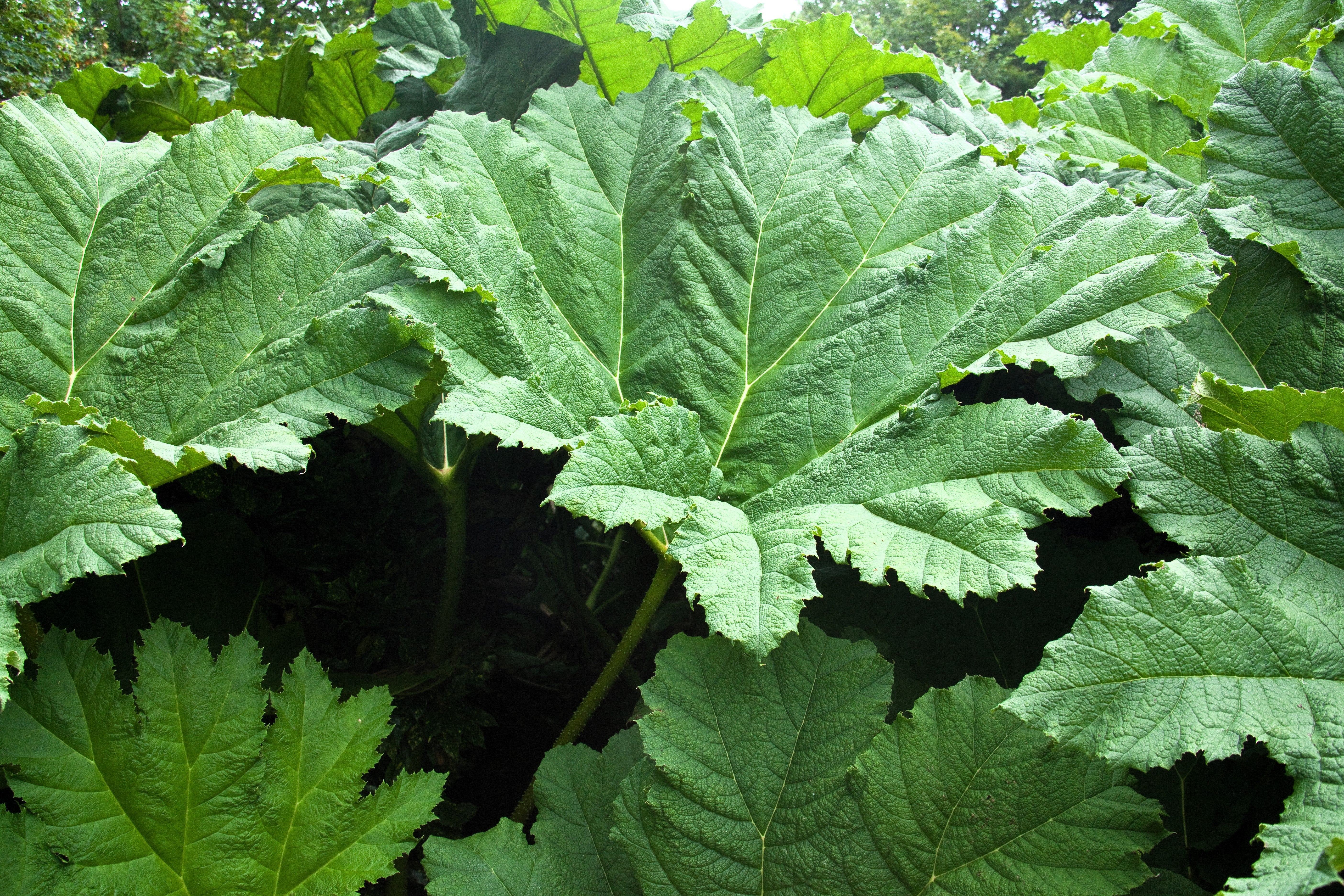 10 GUNNERA INSIGNIS Giant Rhubarb (Leaves up to 6' Wide, Red Flower Spikes to 3') Dinosaur Plant Seeds - Image 3