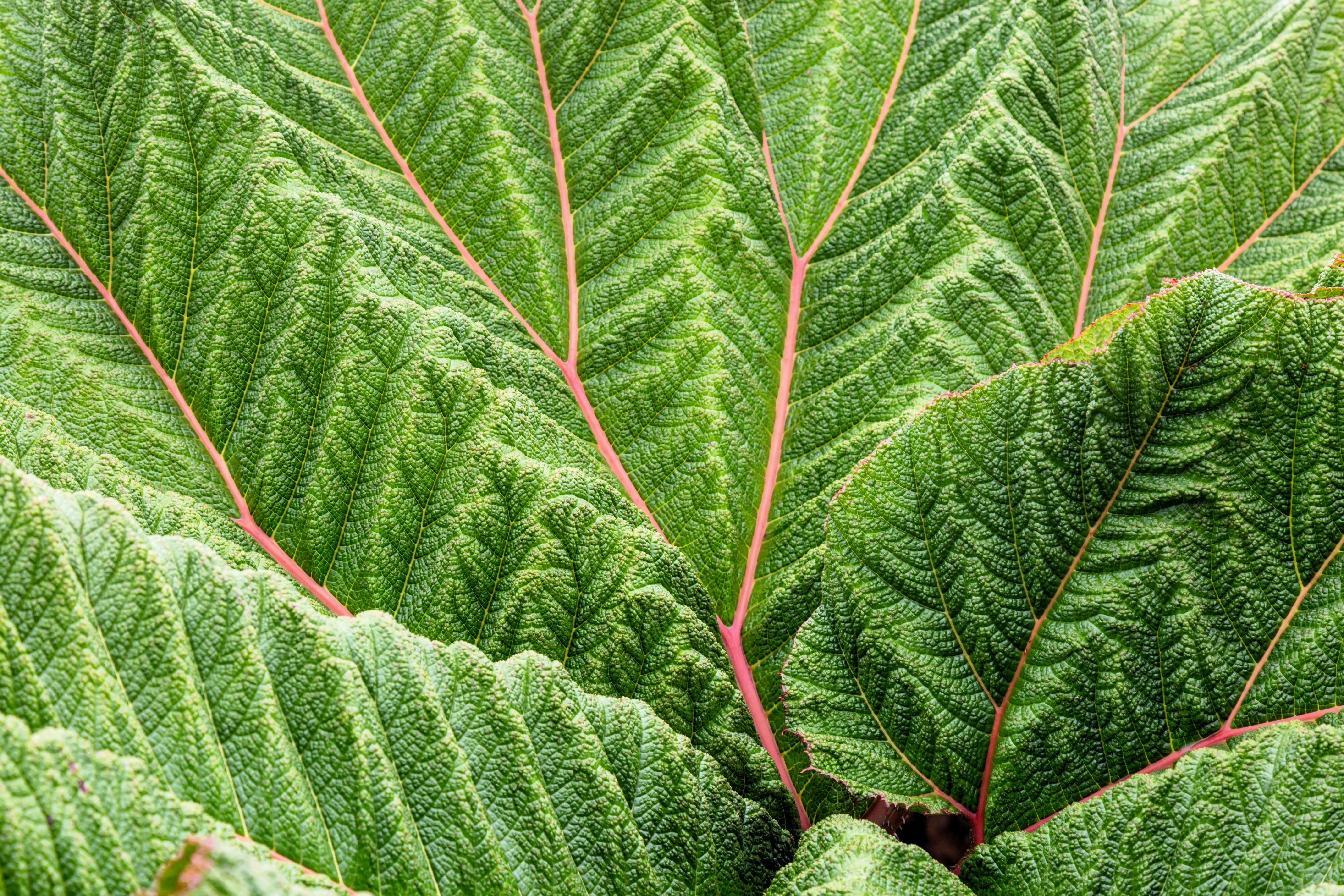 10 GUNNERA INSIGNIS Giant Rhubarb (Leaves up to 6' Wide, Red Flower Spikes to 3') Dinosaur Plant Seeds - Image 4
