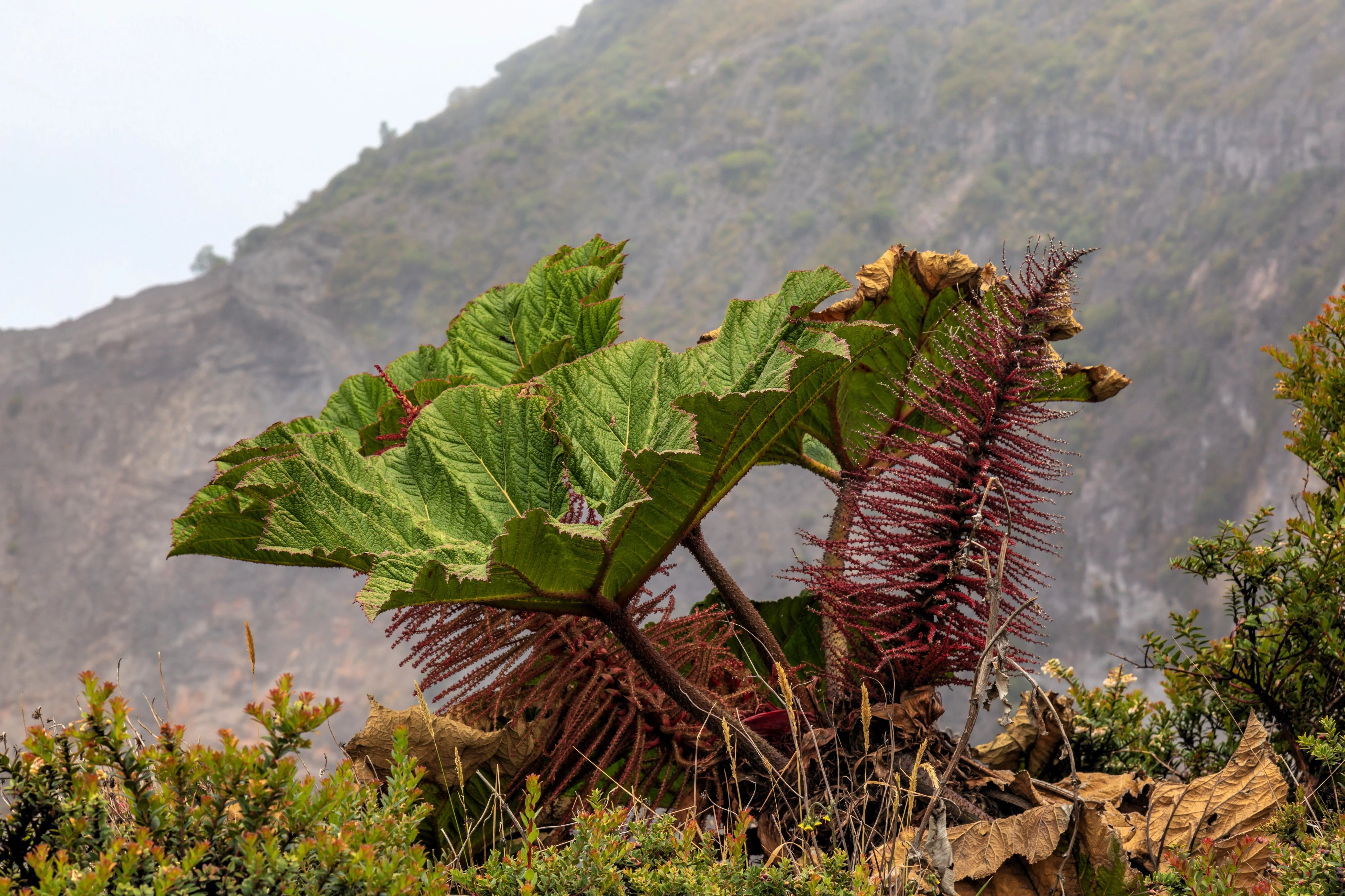10 GUNNERA INSIGNIS Giant Rhubarb (Leaves up to 6' Wide, Red Flower Spikes to 3') Dinosaur Plant Seeds - Image 5