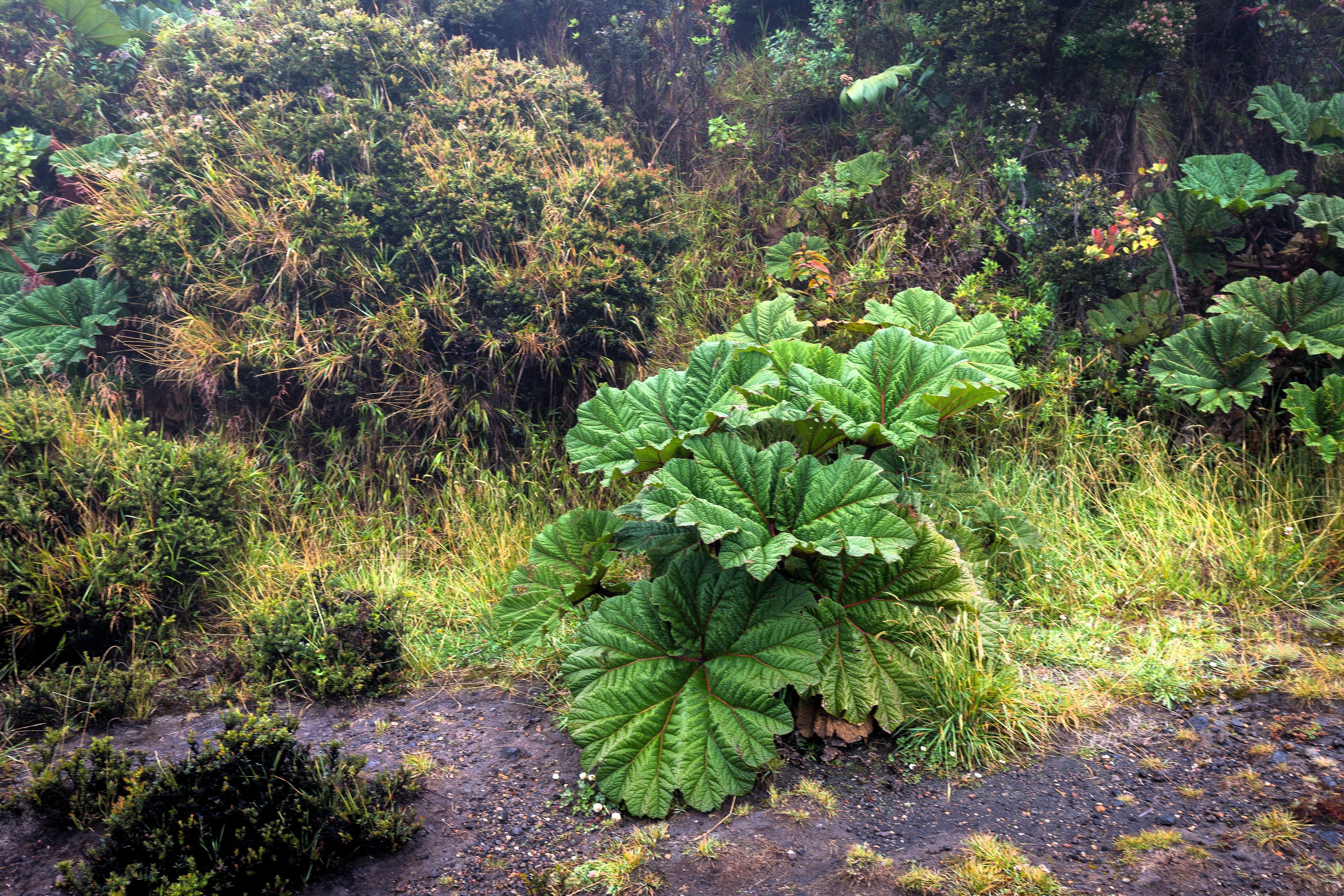 10 GUNNERA INSIGNIS Giant Rhubarb (Leaves up to 6' Wide, Red Flower Spikes to 3') Dinosaur Plant Seeds - Image 6