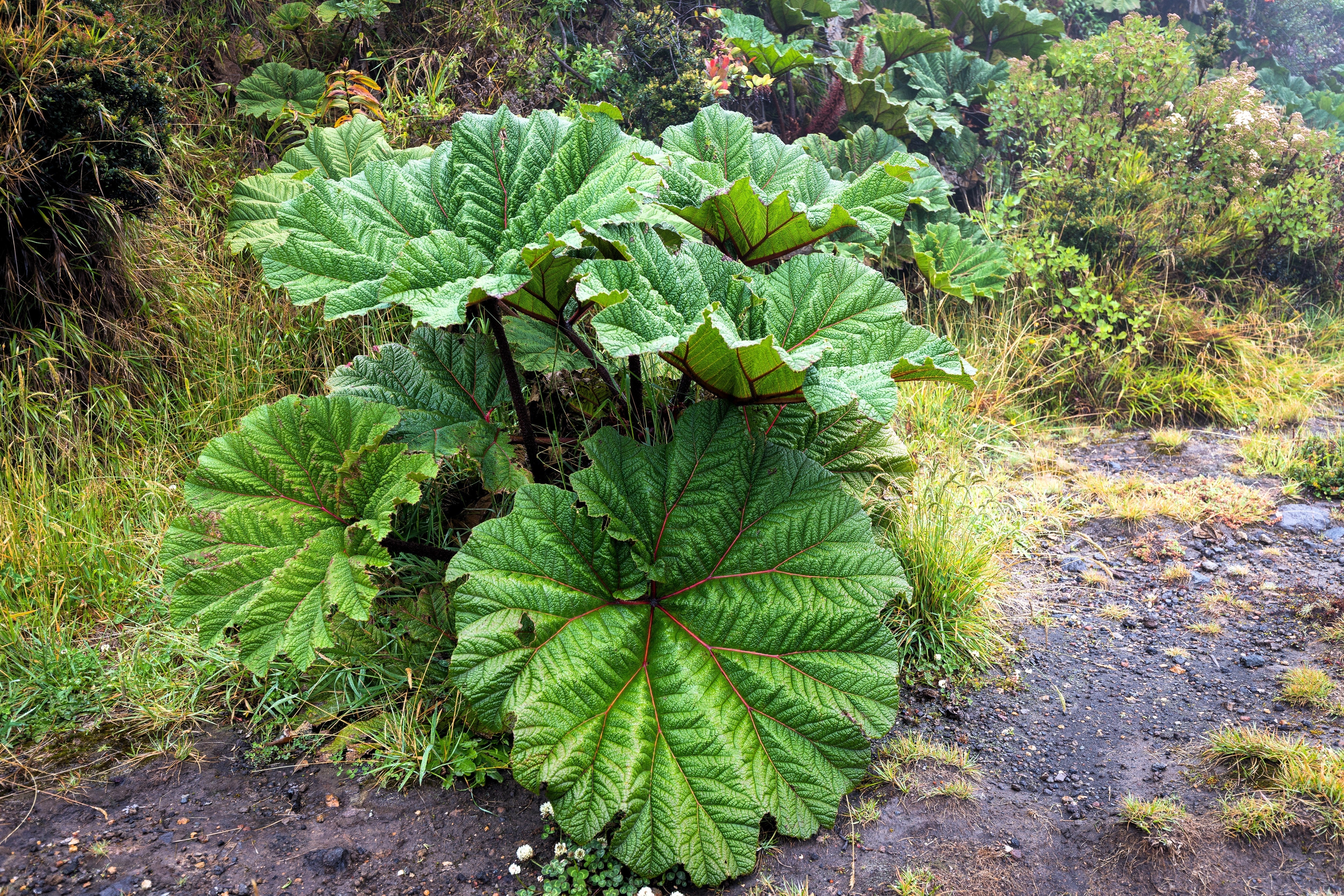 10 GUNNERA INSIGNIS Giant Rhubarb (Leaves up to 6' Wide, Red Flower Spikes to 3') Dinosaur Plant Seeds - Image 7