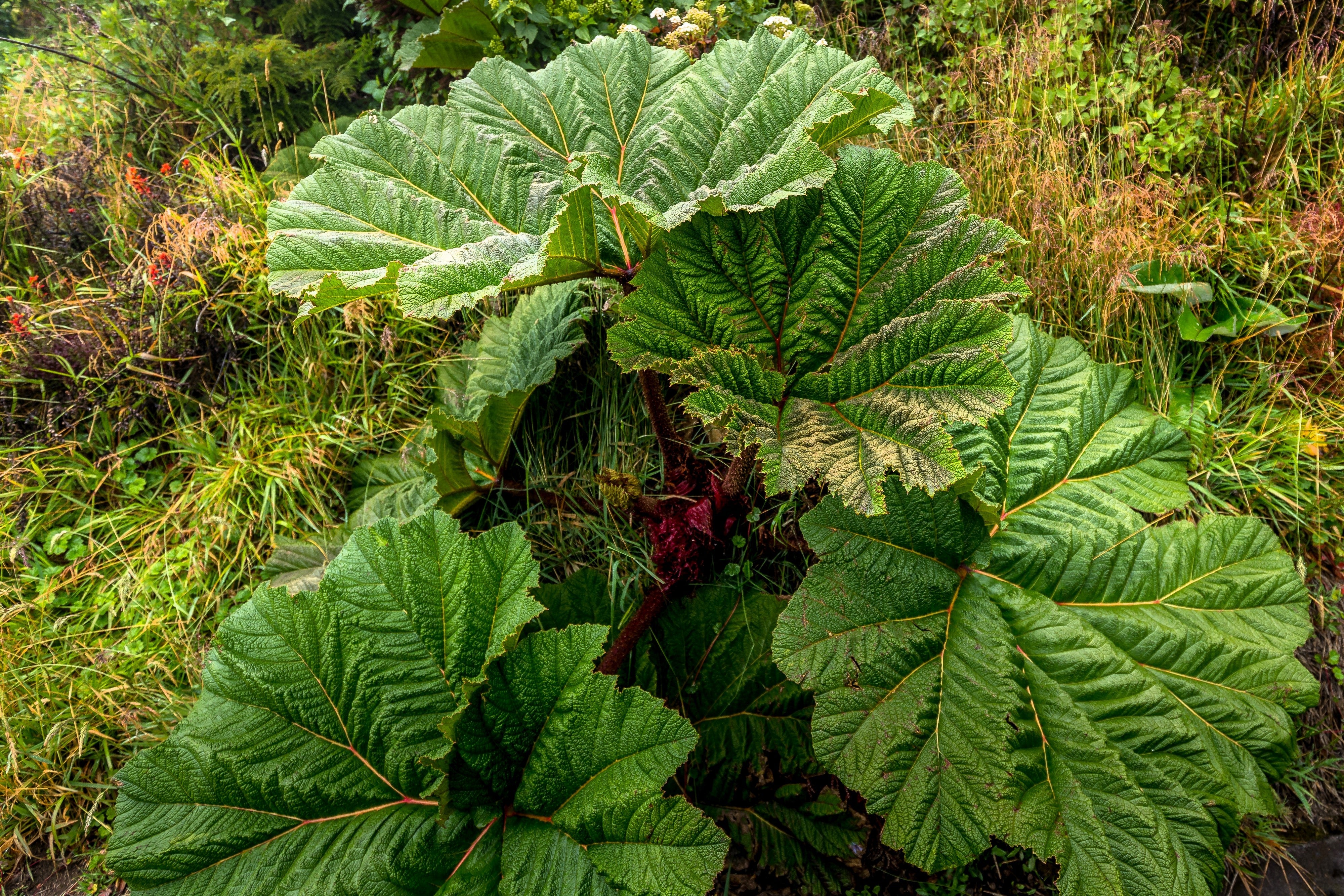 10 GUNNERA INSIGNIS Giant Rhubarb (Leaves up to 6' Wide, Red Flower Spikes to 3') Dinosaur Plant Seeds - Image 8