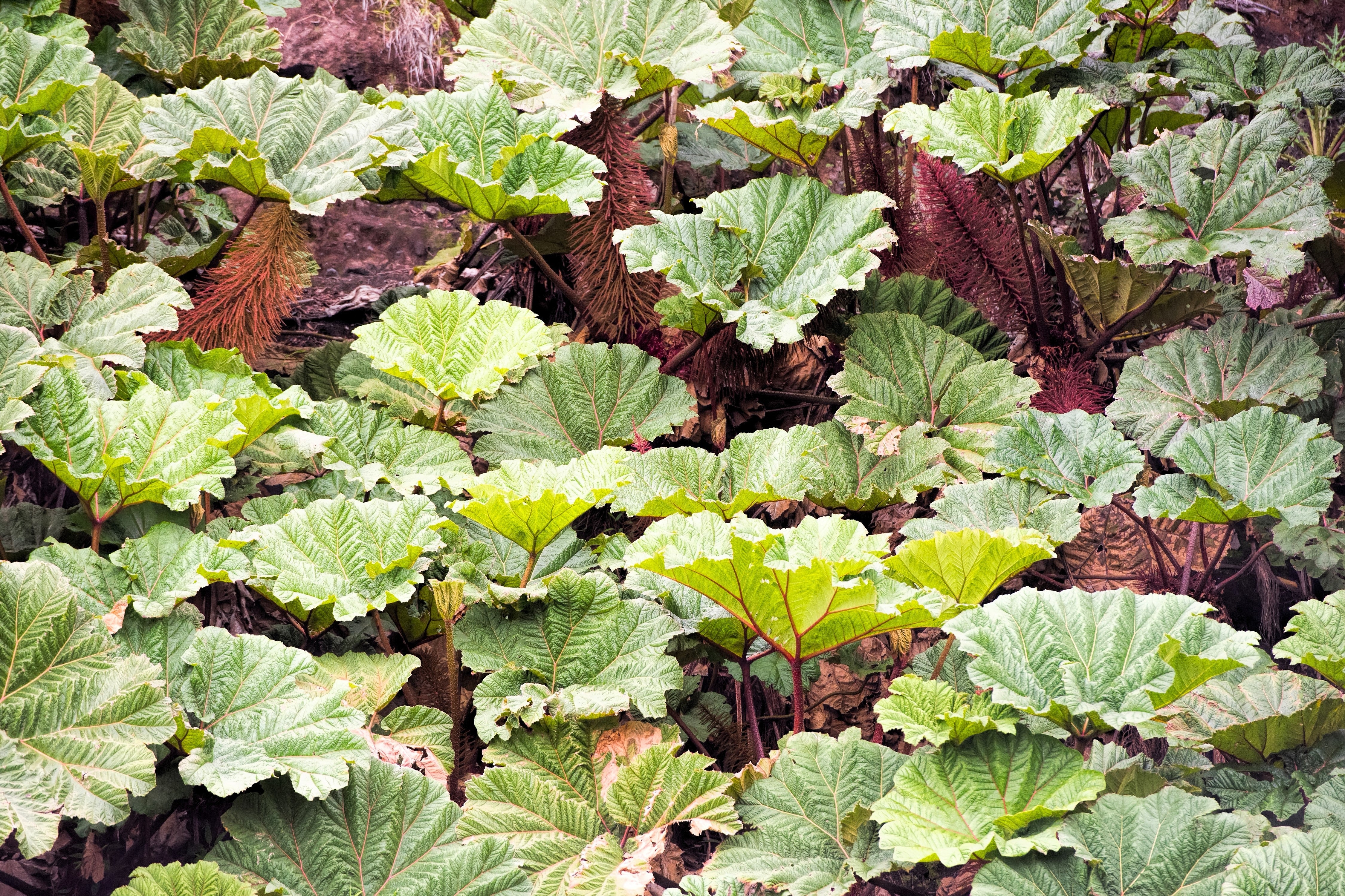 10 GUNNERA INSIGNIS Giant Rhubarb (Leaves up to 6' Wide, Red Flower Spikes to 3') Dinosaur Plant Seeds - Image 9