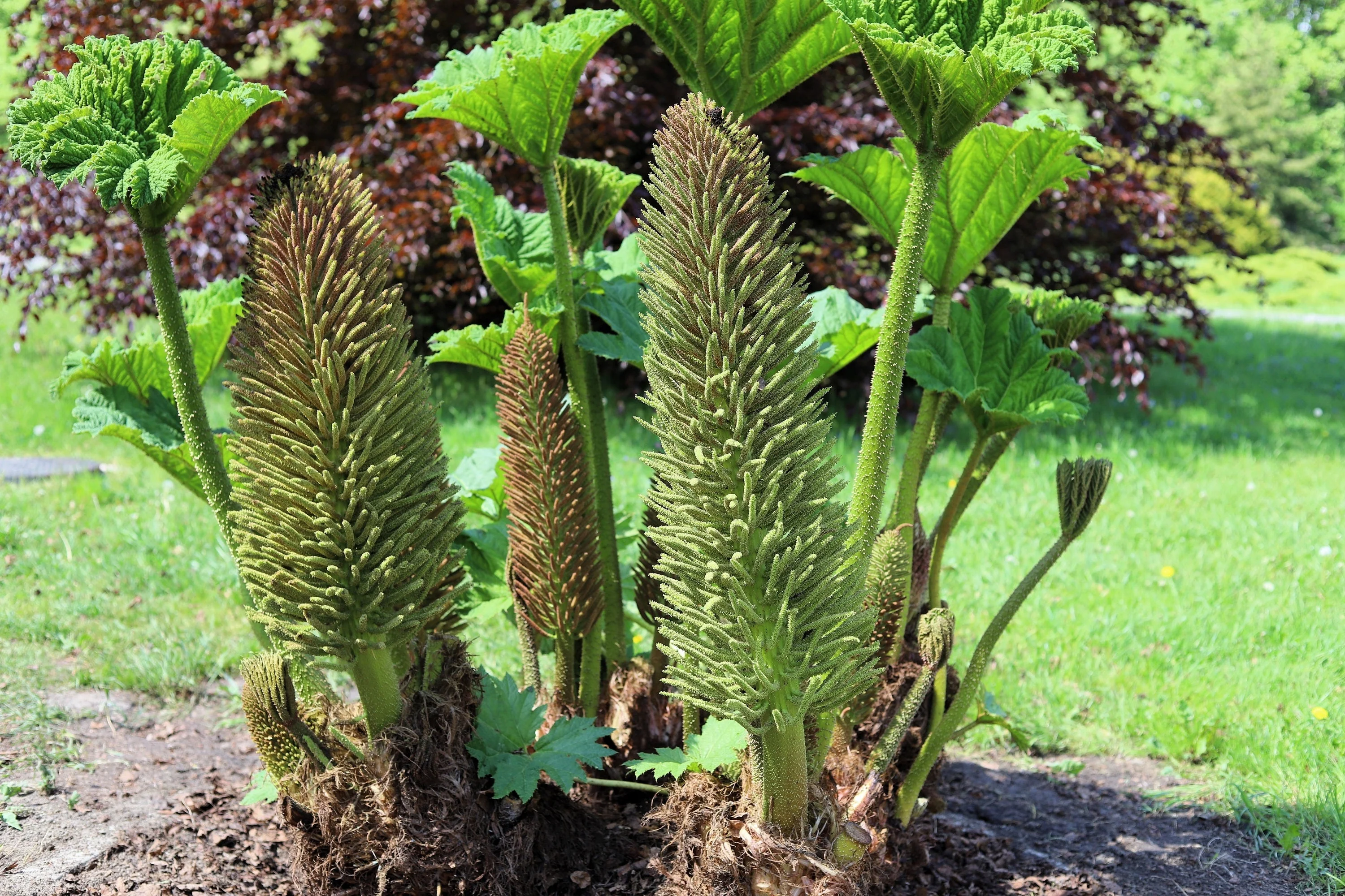 10 GUNNERA MANICATA 6' Leaves! Giant Rhubarb Dinosaur Plant Moist Shade Red Flower Seeds - Image 10
