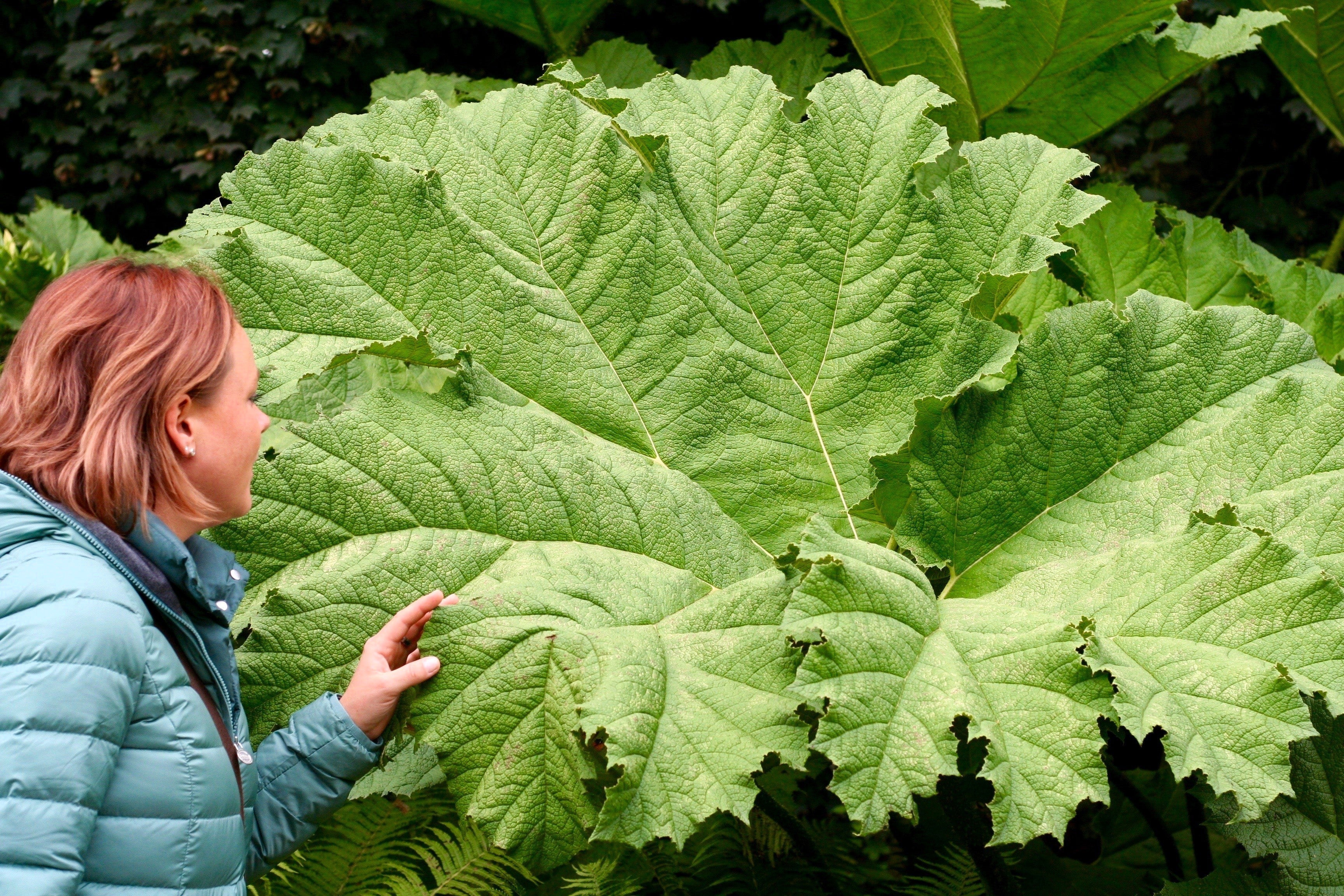 10 GUNNERA MANICATA 6' Leaves! Giant Rhubarb Dinosaur Plant Moist Shade Red Flower Seeds - Image 2