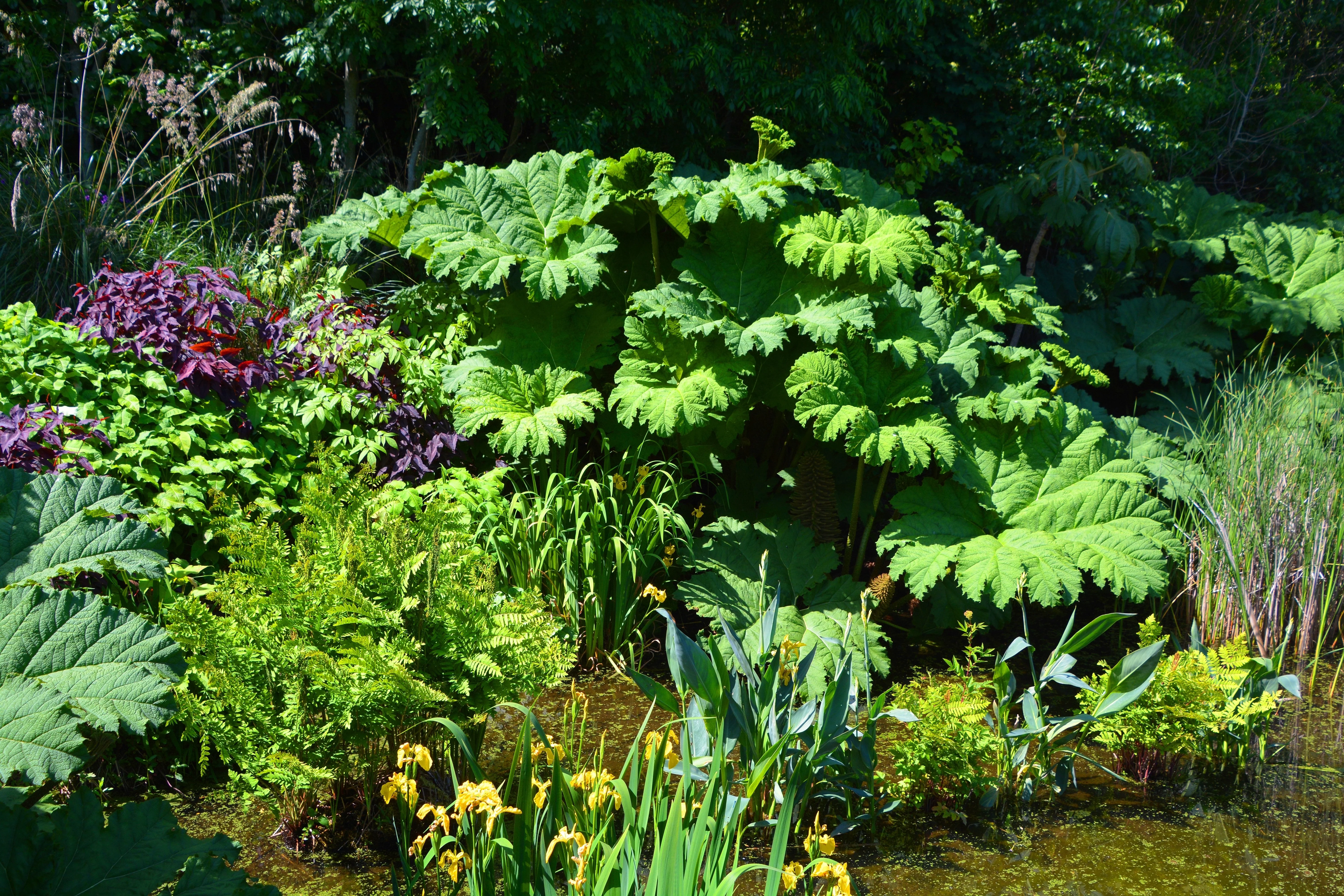 10 GUNNERA MANICATA 6' Leaves! Giant Rhubarb Dinosaur Plant Moist Shade Red Flower Seeds - Image 3