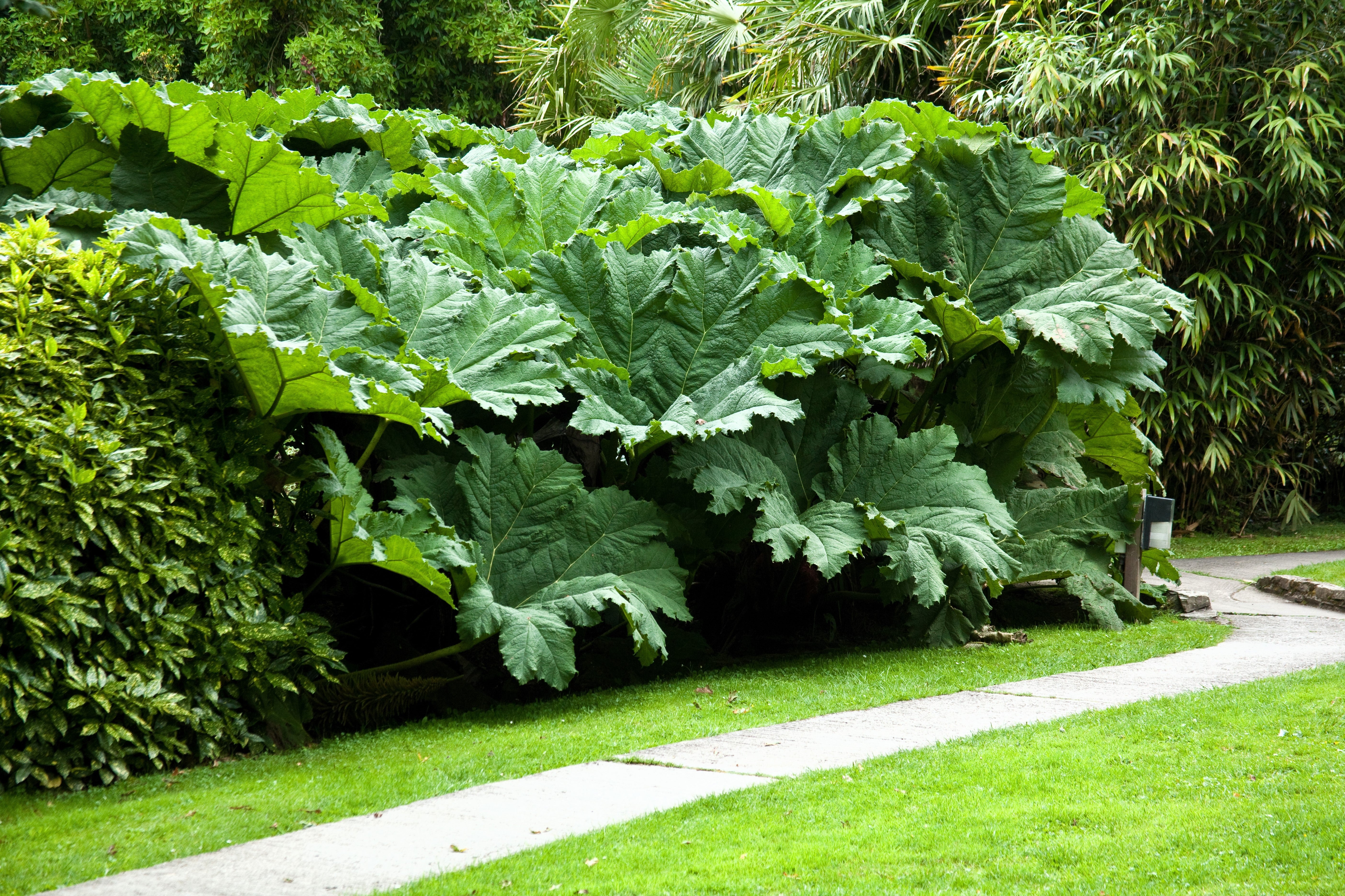 10 GUNNERA MANICATA 6' Leaves! Giant Rhubarb Dinosaur Plant Moist Shade Red Flower Seeds - Image 4