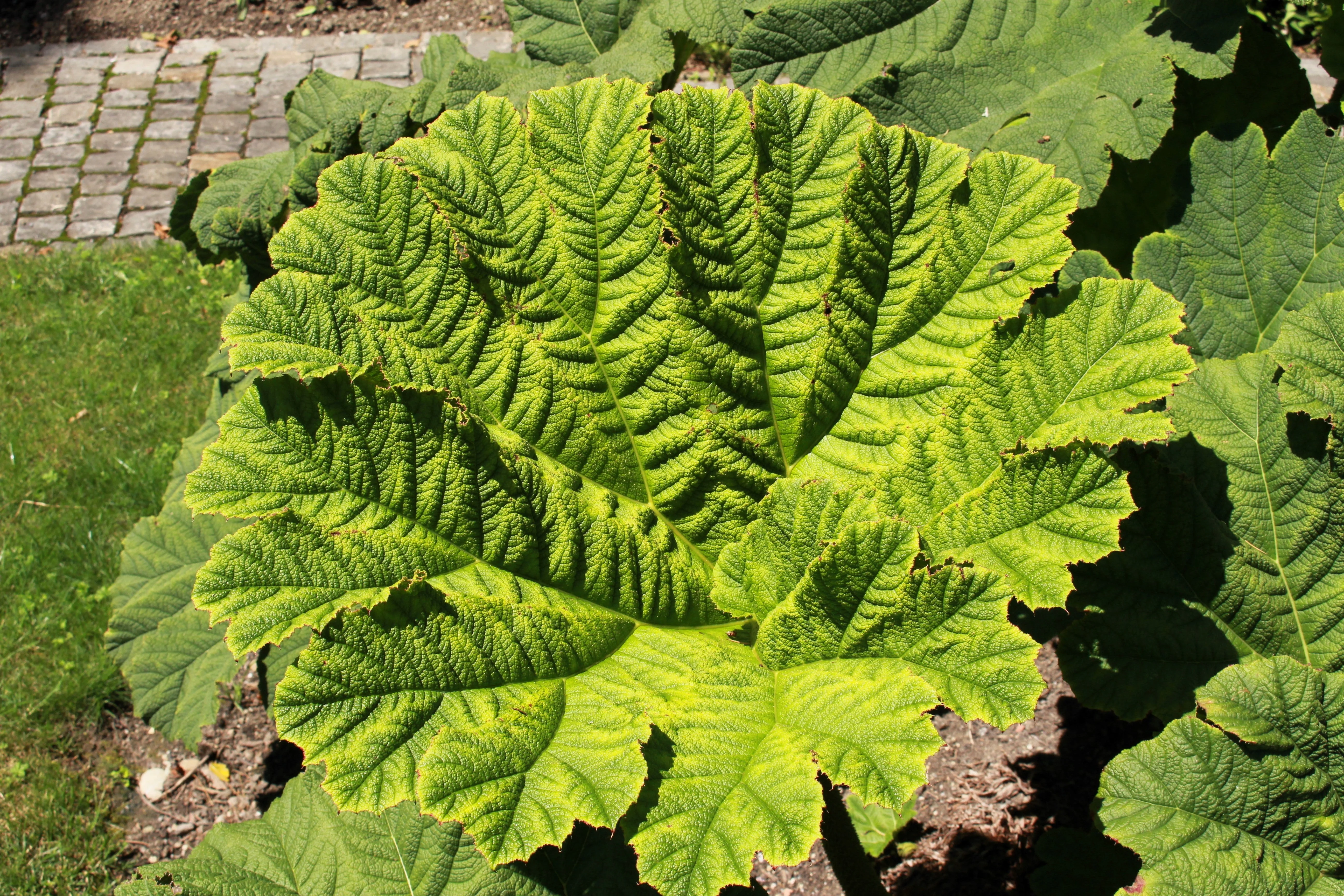 10 GUNNERA MANICATA 6' Leaves! Giant Rhubarb Dinosaur Plant Moist Shade Red Flower Seeds - Image 5