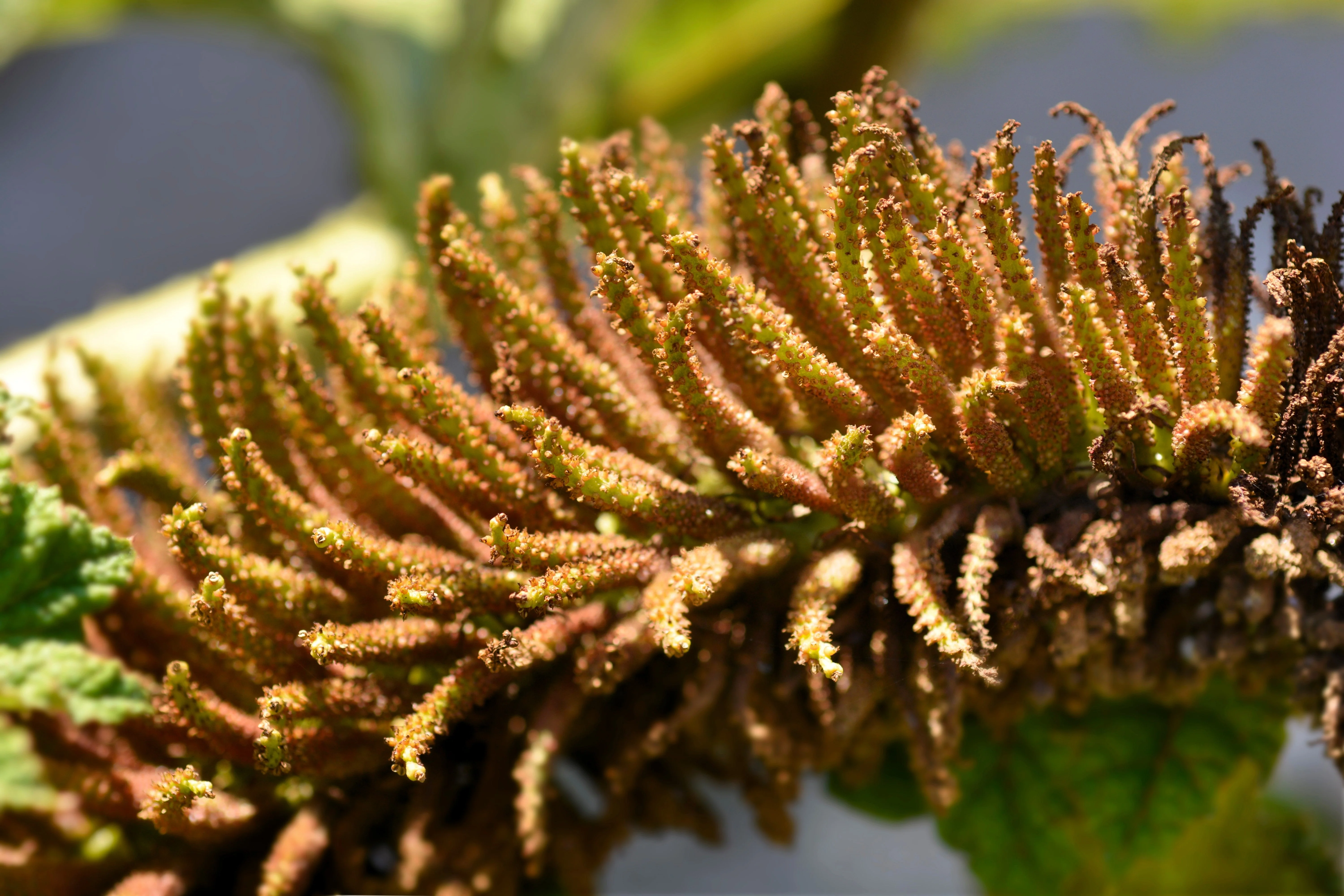 10 GUNNERA MANICATA 6' Leaves! Giant Rhubarb Dinosaur Plant Moist Shade Red Flower Seeds - Image 6