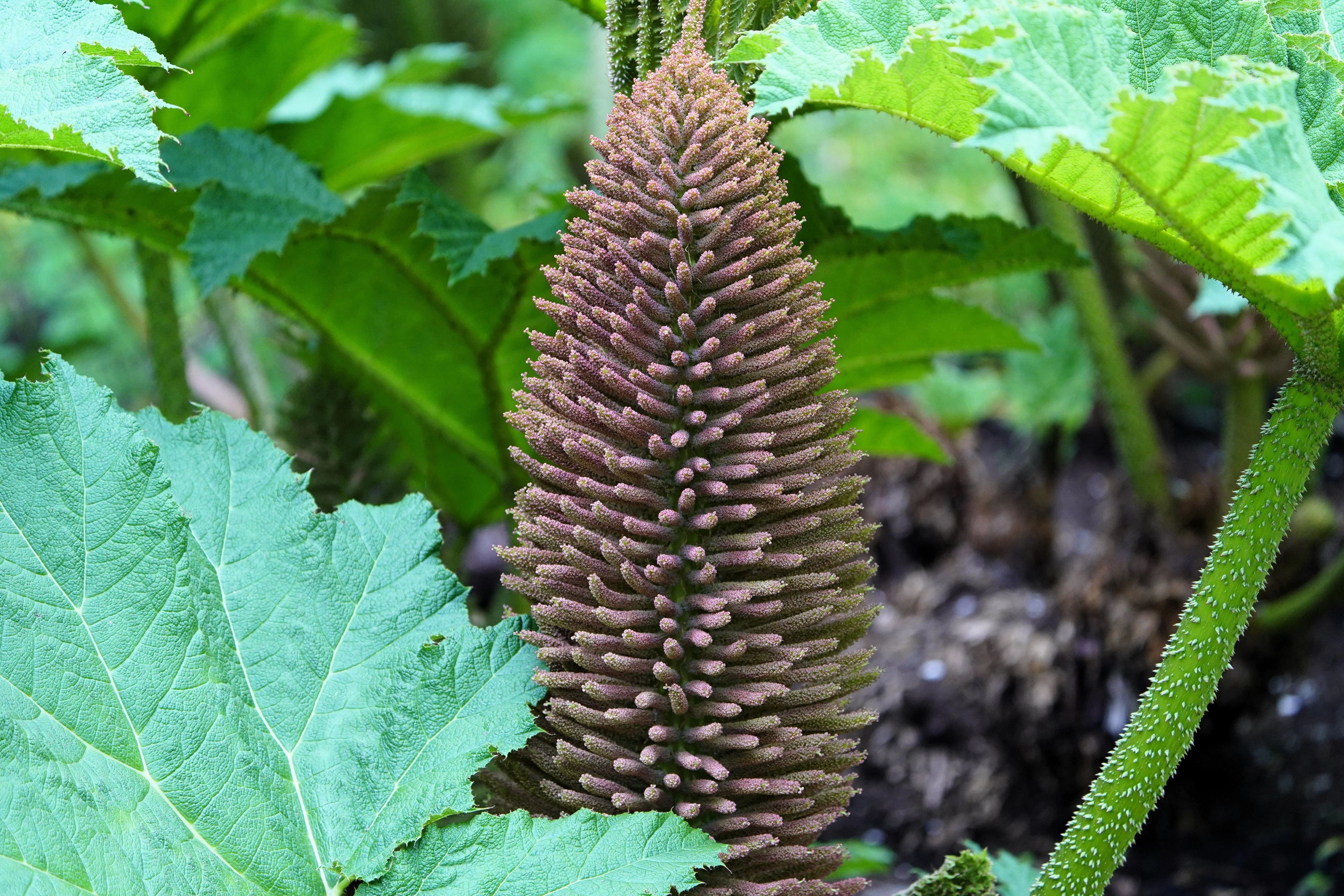 10 GUNNERA MANICATA 6' Leaves! Giant Rhubarb Dinosaur Plant Moist Shade Red Flower Seeds - Image 7