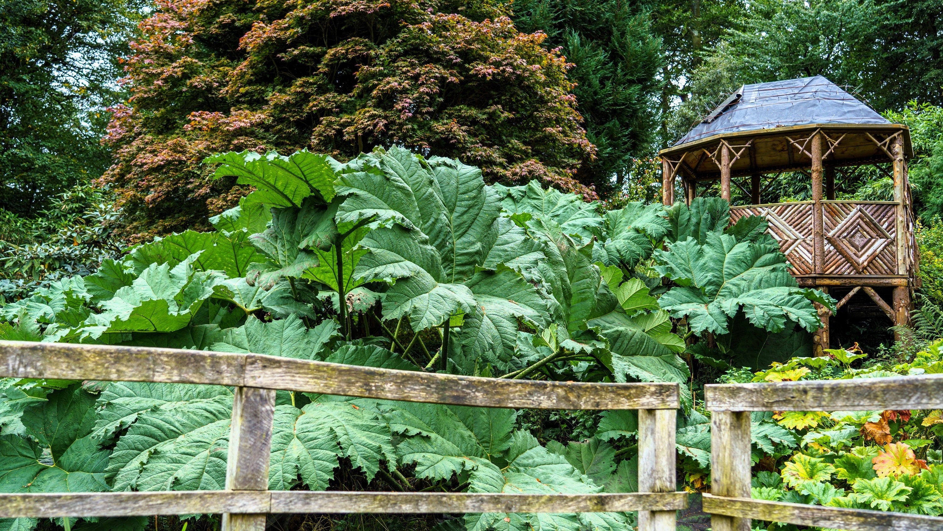10 GUNNERA MANICATA 6' Leaves! Giant Rhubarb Dinosaur Plant Moist Shade Red Flower Seeds - Image 8