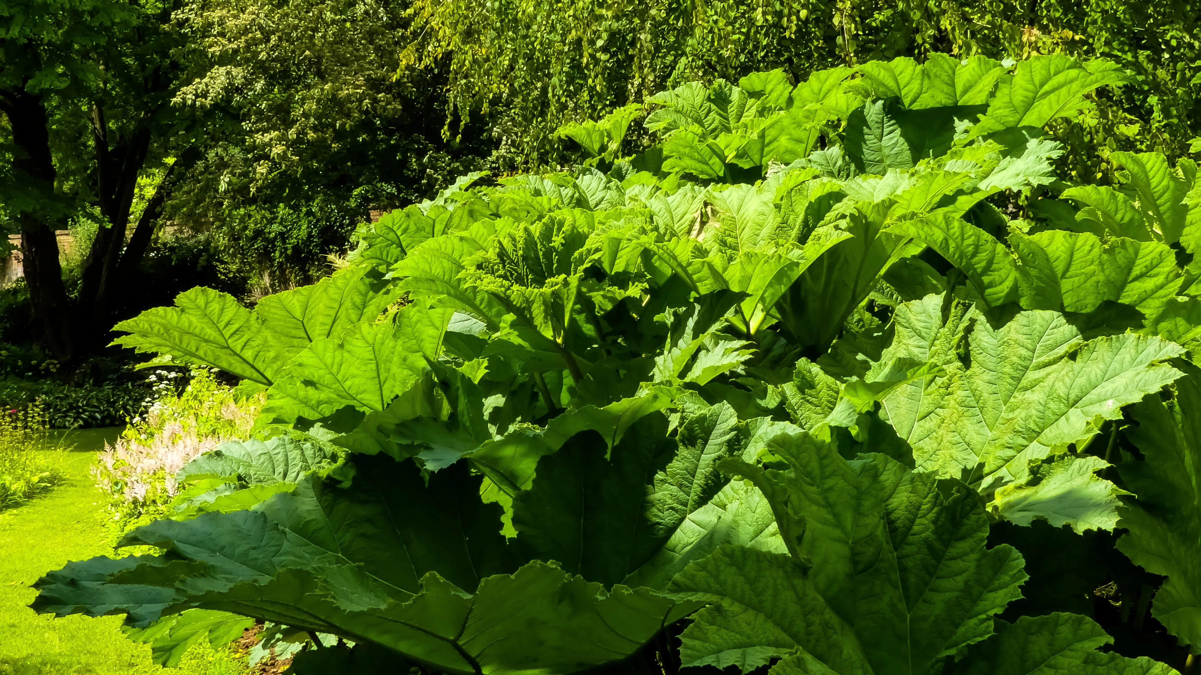 10 GUNNERA MANICATA 6' Leaves! Giant Rhubarb Dinosaur Plant Moist Shade Red Flower Seeds - Image 9