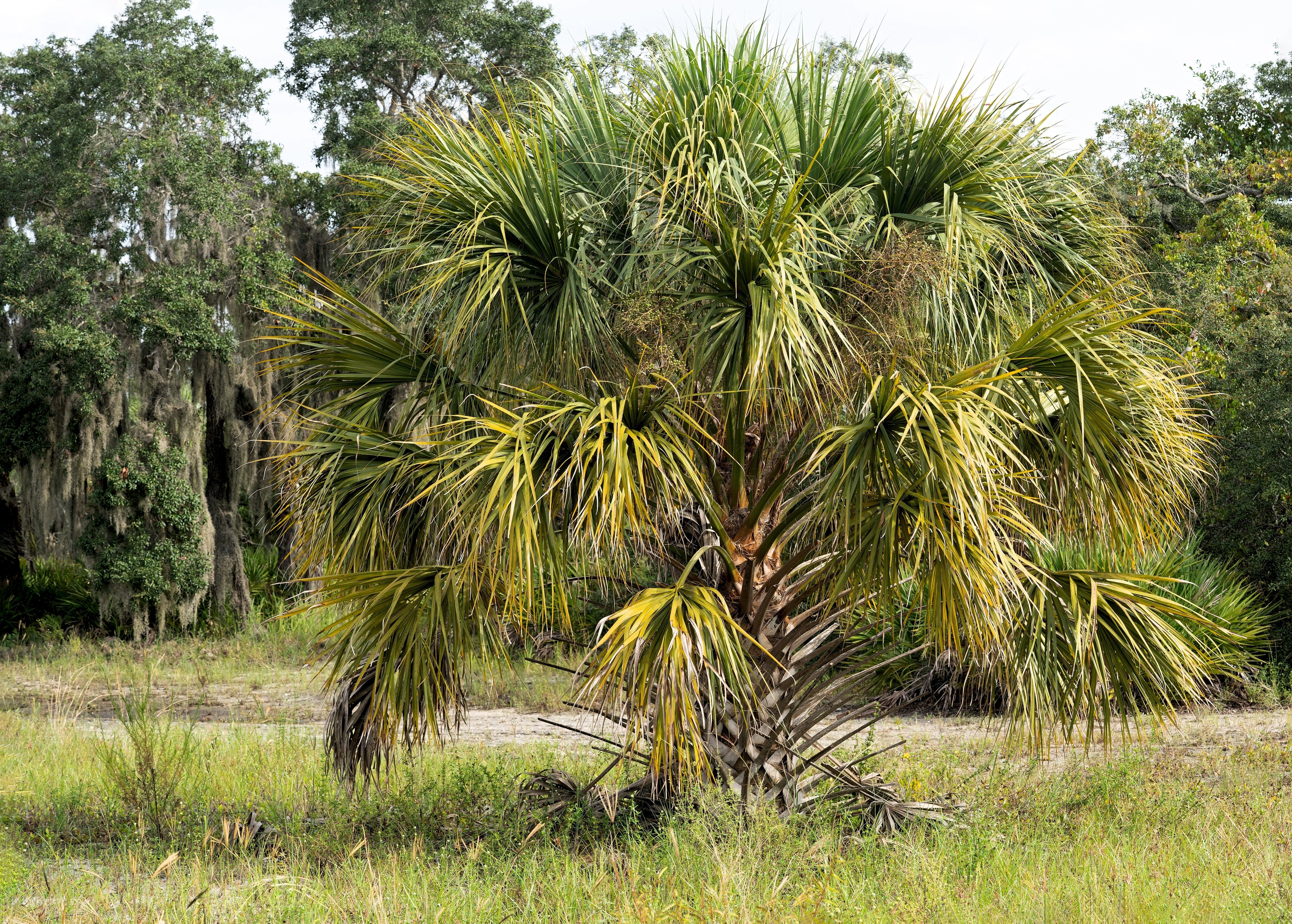 10 Hardy SABAL PALM TREE Cabbage Palmetto Flower Seeds - Image 10