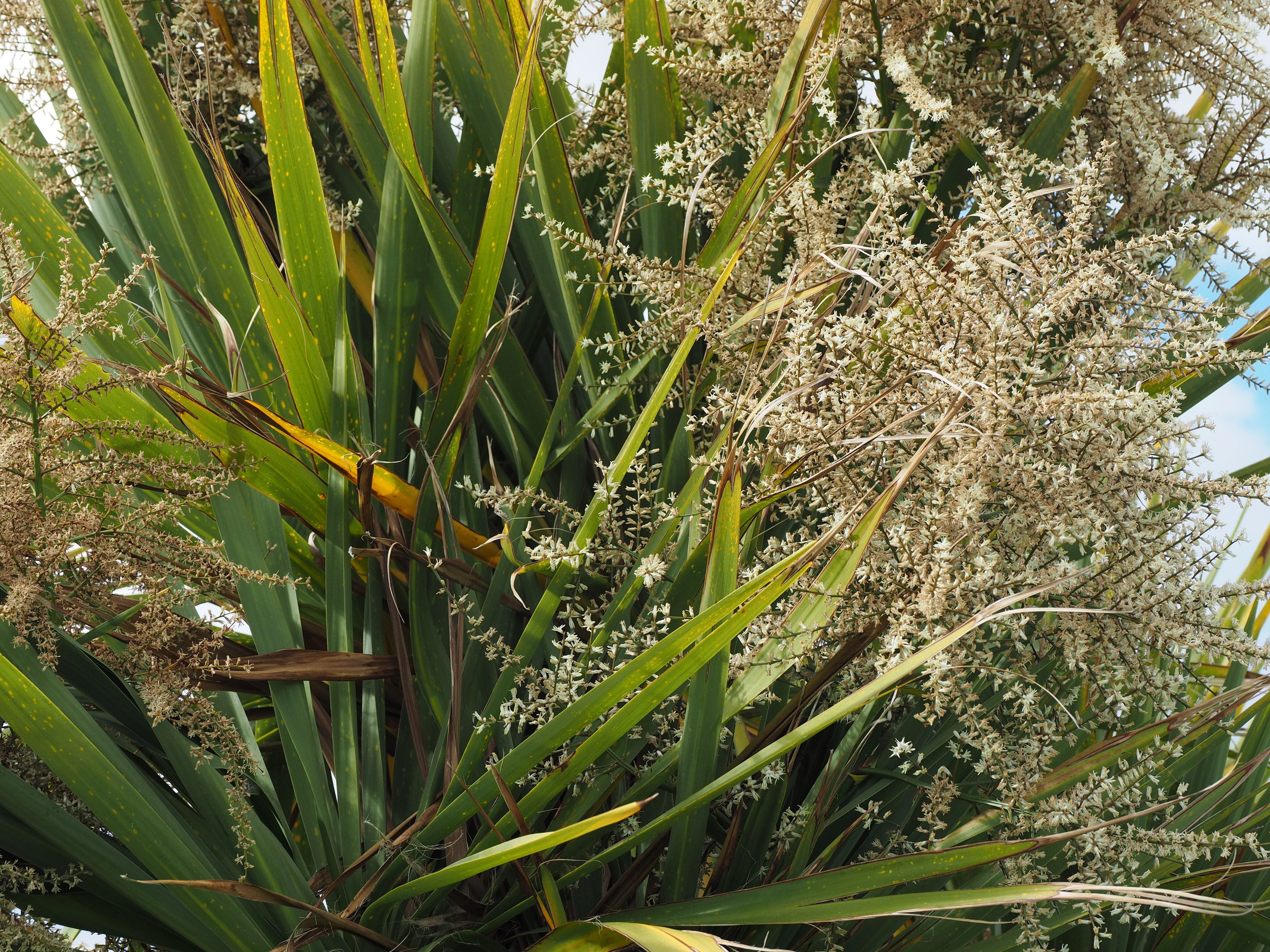 10 Hardy SABAL PALM TREE Cabbage Palmetto Flower Seeds - Image 11