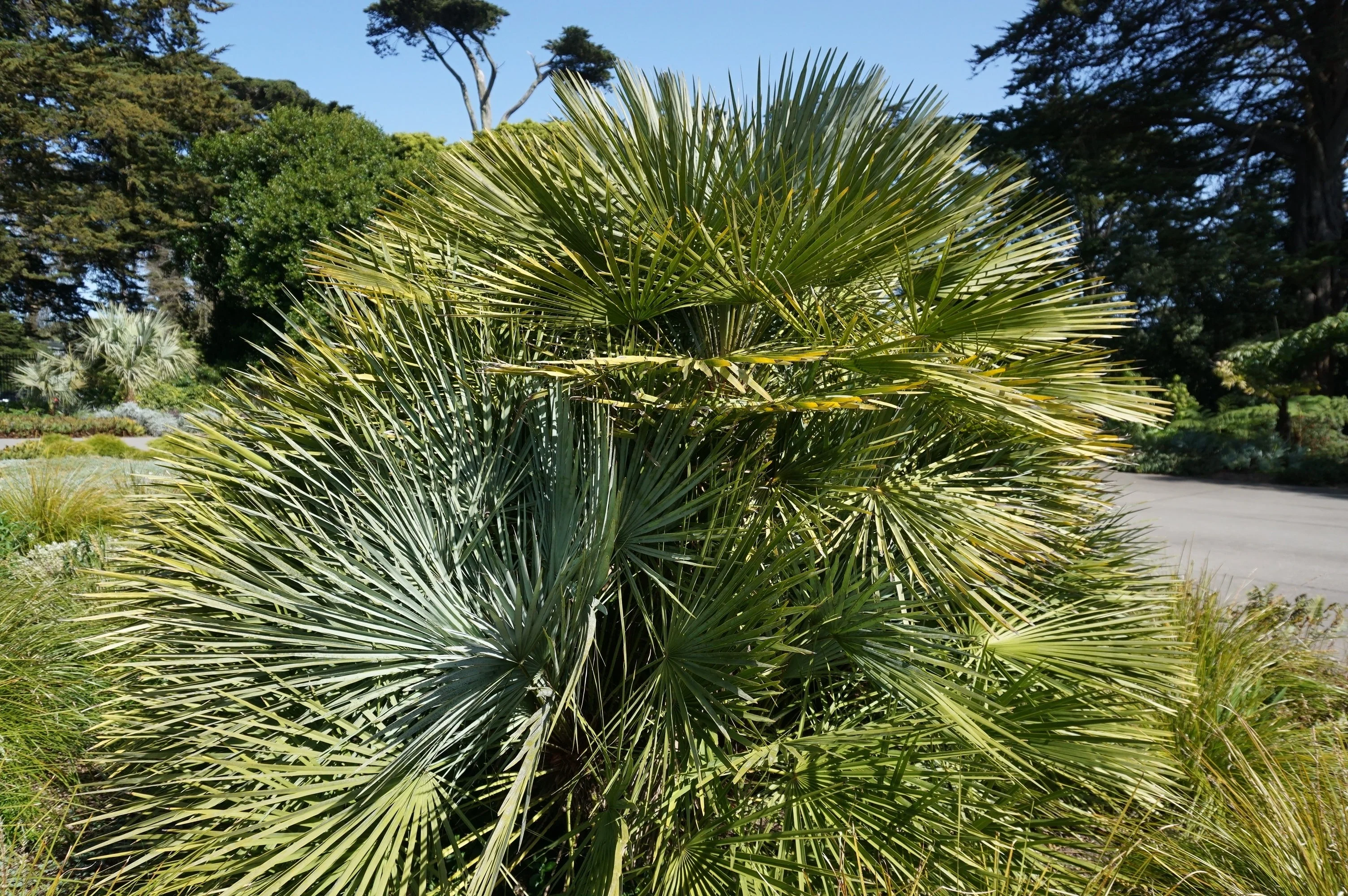 10 Hardy SABAL PALM TREE Cabbage Palmetto Flower Seeds - Image 3