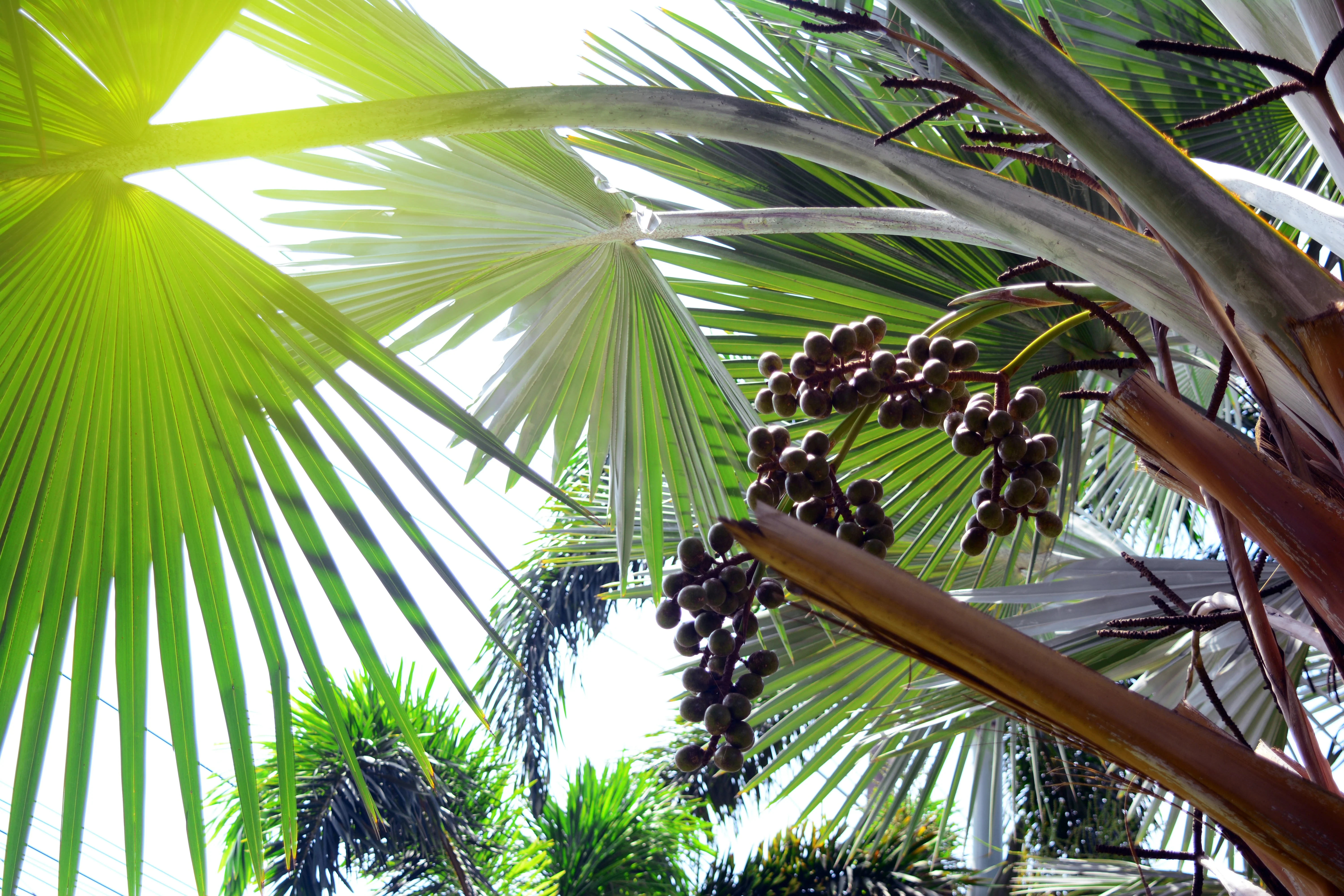10 Hardy SABAL PALM TREE Cabbage Palmetto Flower Seeds - Image 4