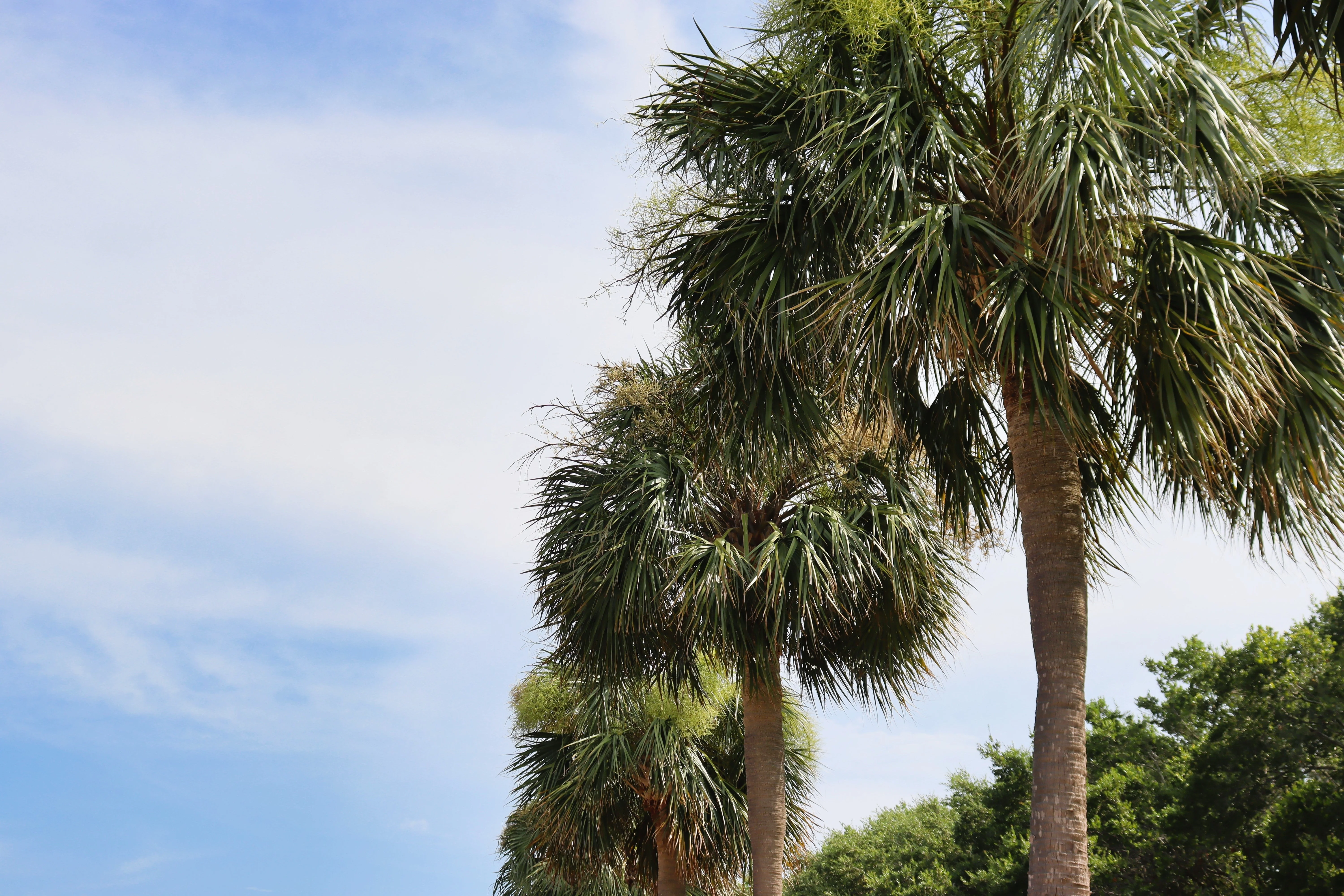 10 Hardy SABAL PALM TREE Cabbage Palmetto Flower Seeds - Image 5
