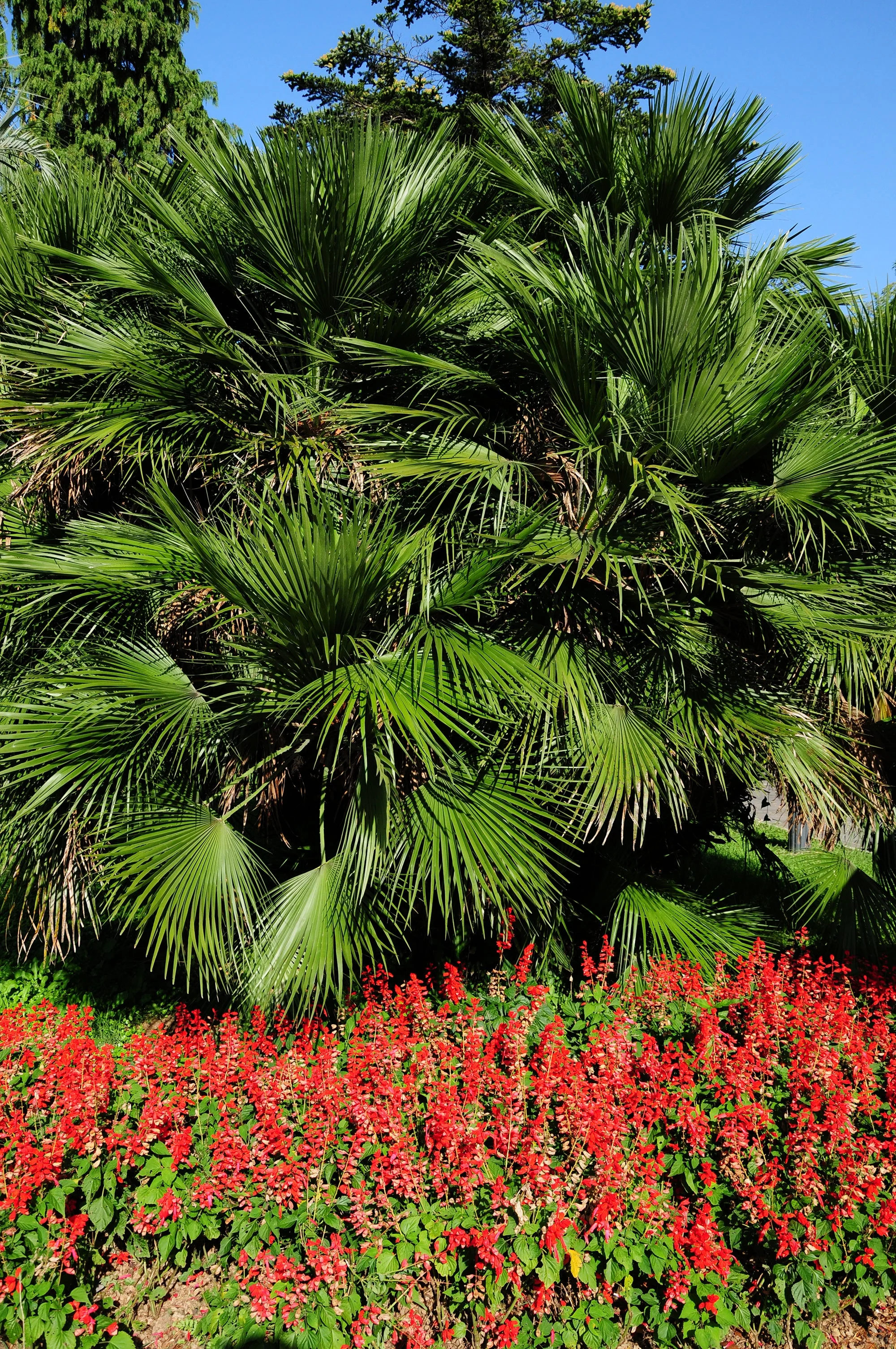 10 Hardy SABAL PALM TREE Cabbage Palmetto Flower Seeds - Image 6