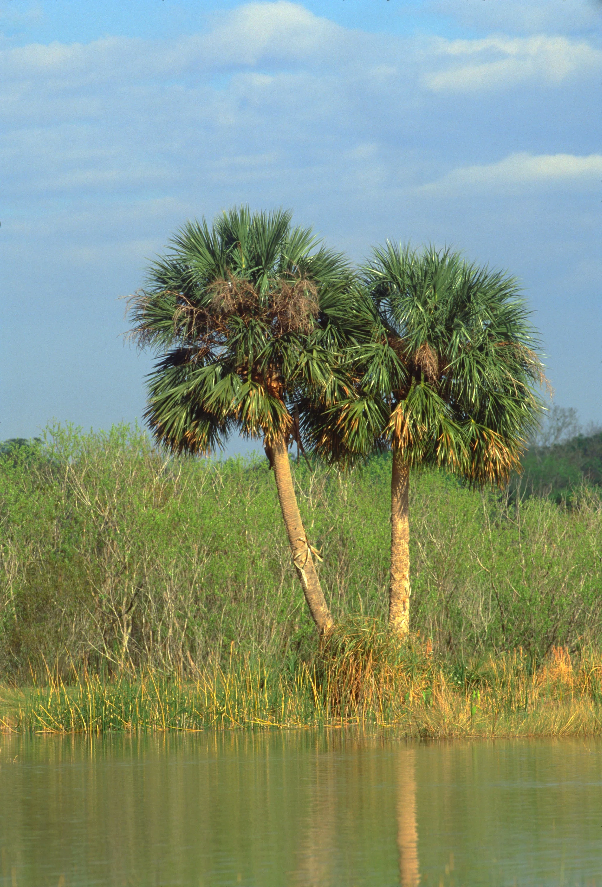 10 Hardy SABAL PALM TREE Cabbage Palmetto Flower Seeds - Image 7