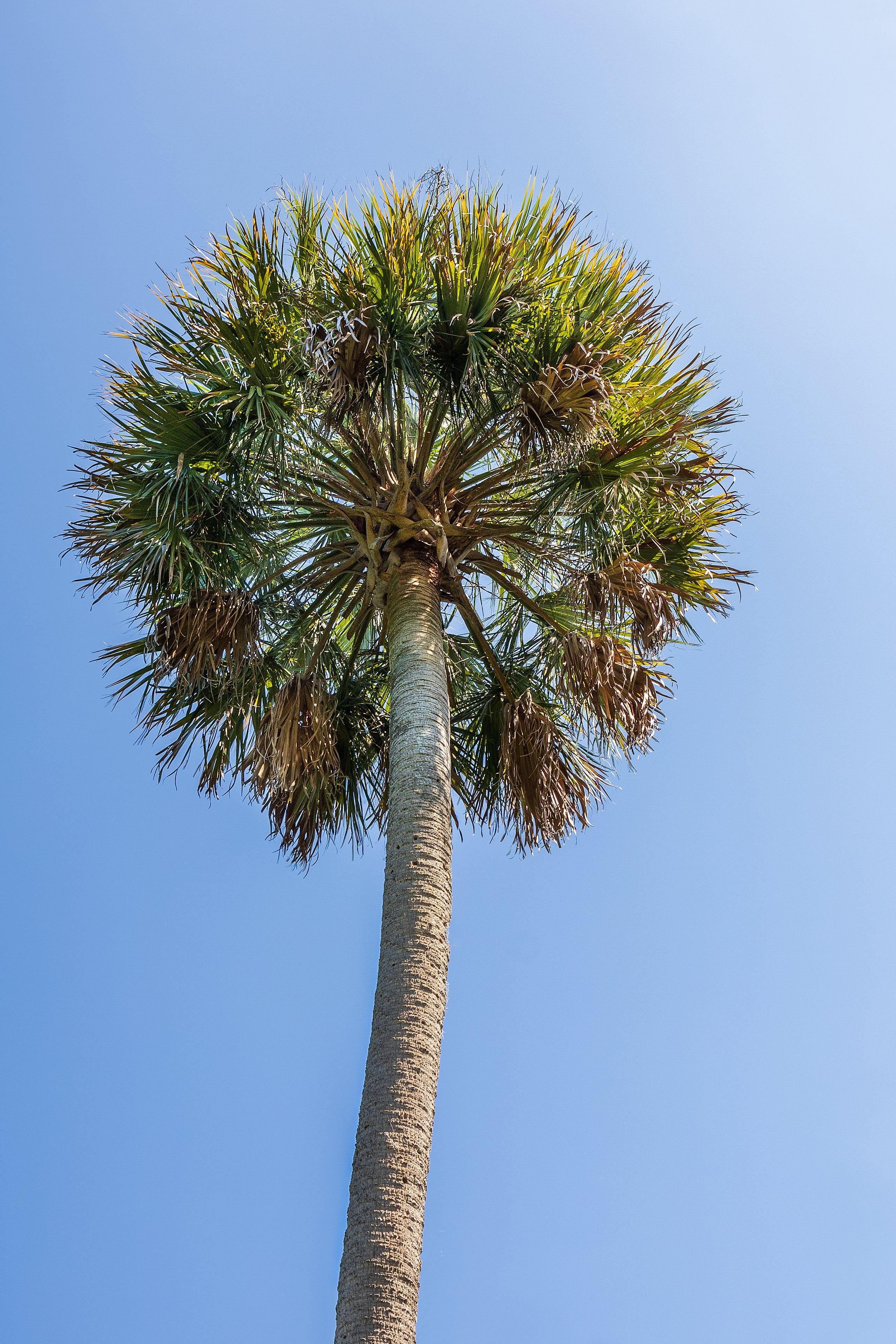 10 Hardy SABAL PALM TREE Cabbage Palmetto Flower Seeds - Image 8