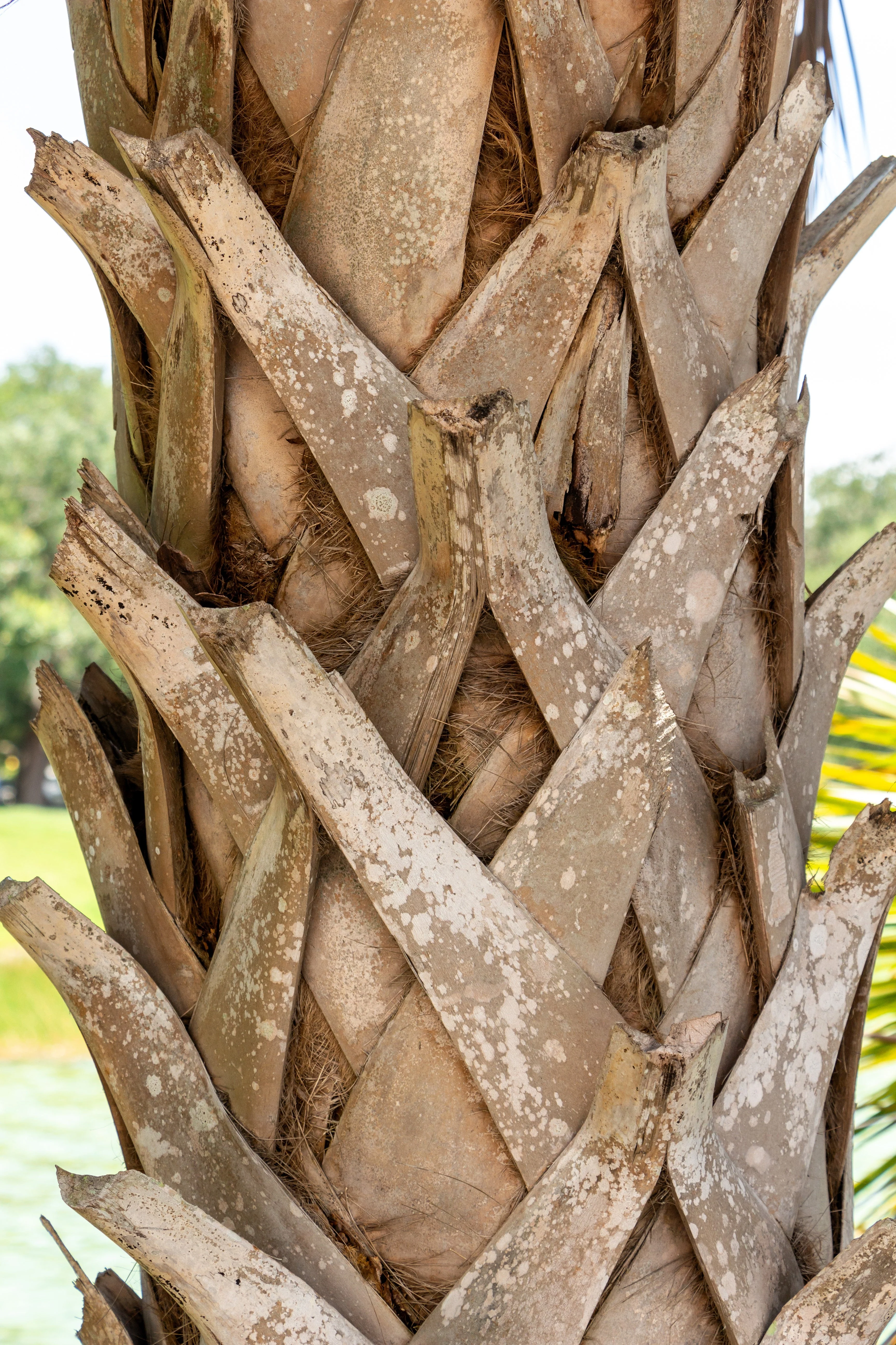 10 Hardy SABAL PALM TREE Cabbage Palmetto Flower Seeds - Image 9