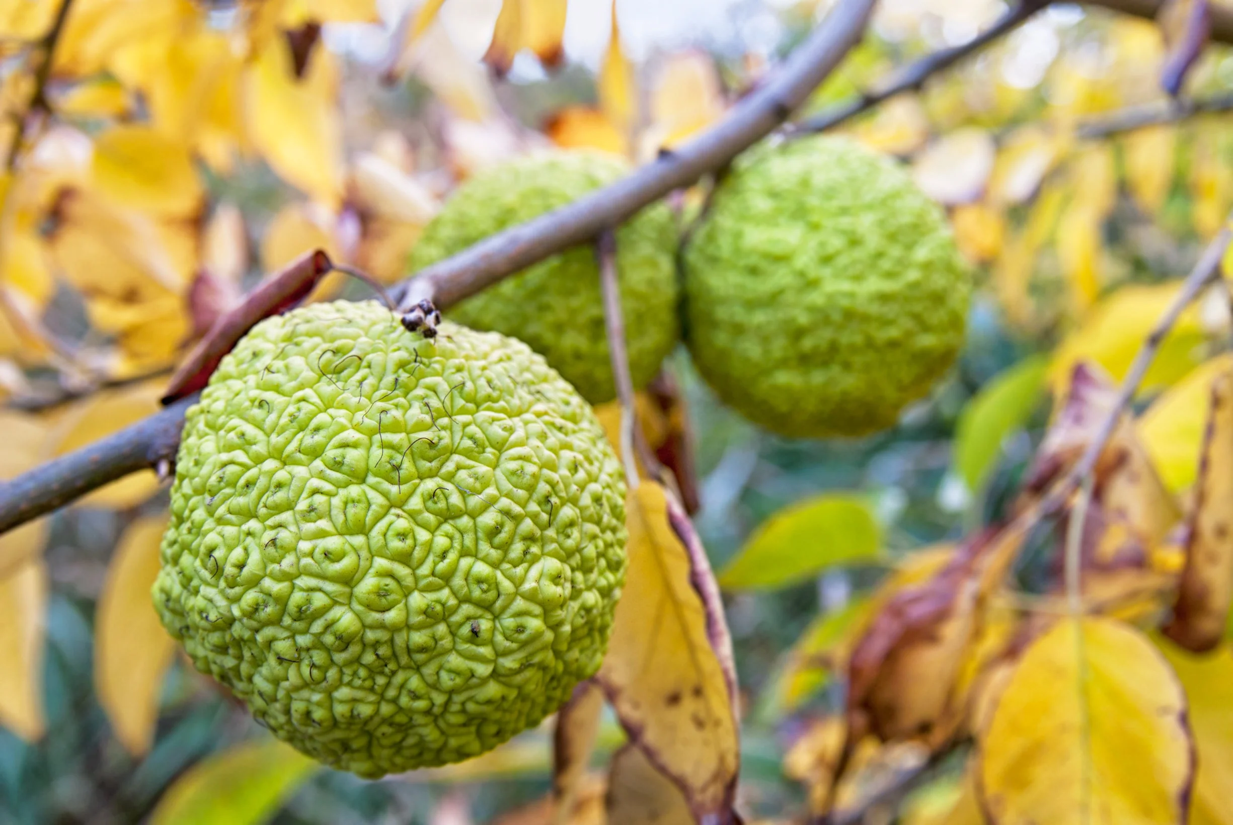 10 HEDGE APPLE Osage Orange Horse Apple Monkey Ball Maclura Pomifera Tree Seeds - Image 2