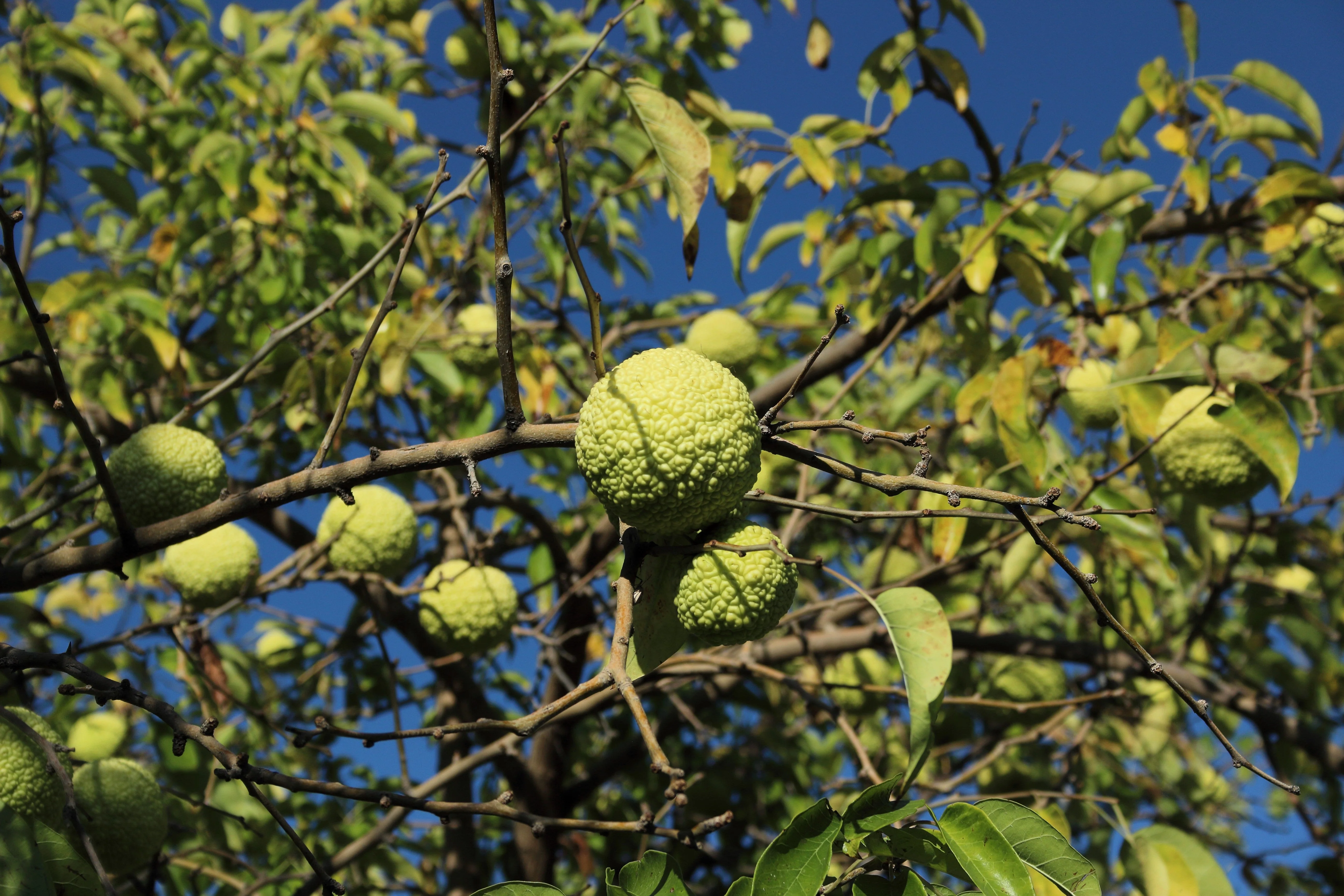 10 HEDGE APPLE Osage Orange Horse Apple Monkey Ball Maclura Pomifera Tree Seeds - Image 3
