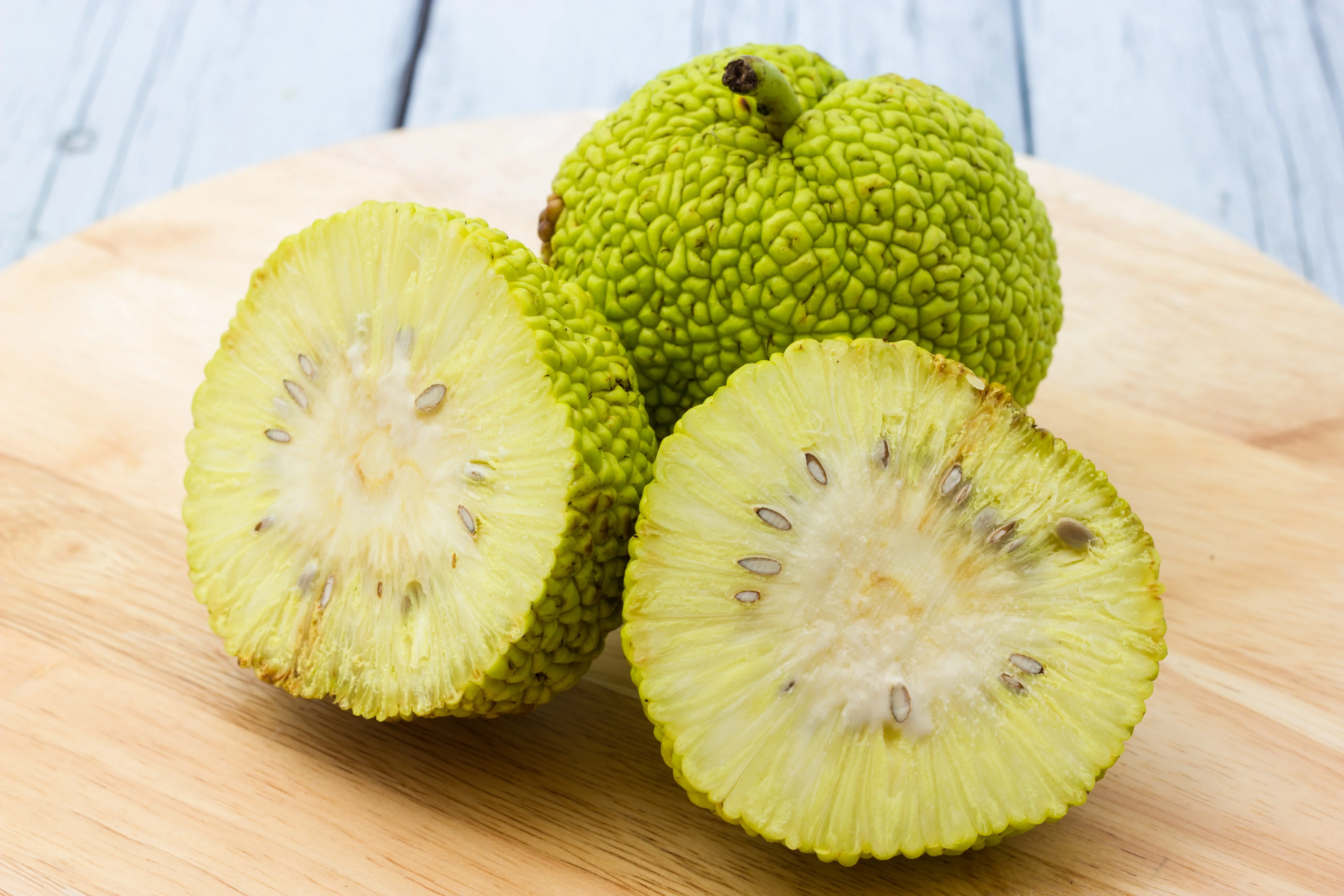 10 HEDGE APPLE Osage Orange Horse Apple Monkey Ball Maclura Pomifera Tree Seeds - Image 4