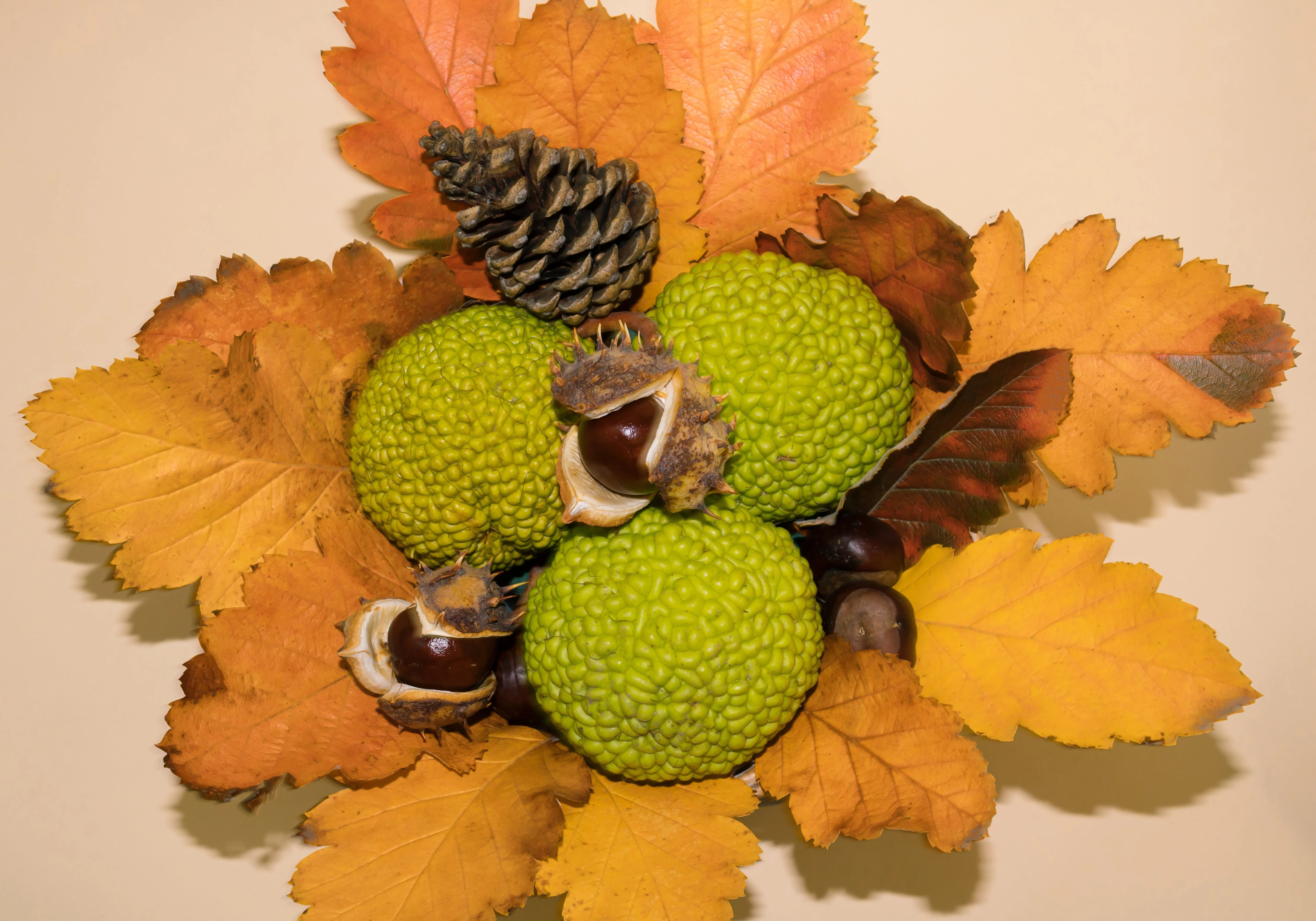 10 HEDGE APPLE Osage Orange Horse Apple Monkey Ball Maclura Pomifera Tree Seeds - Image 5