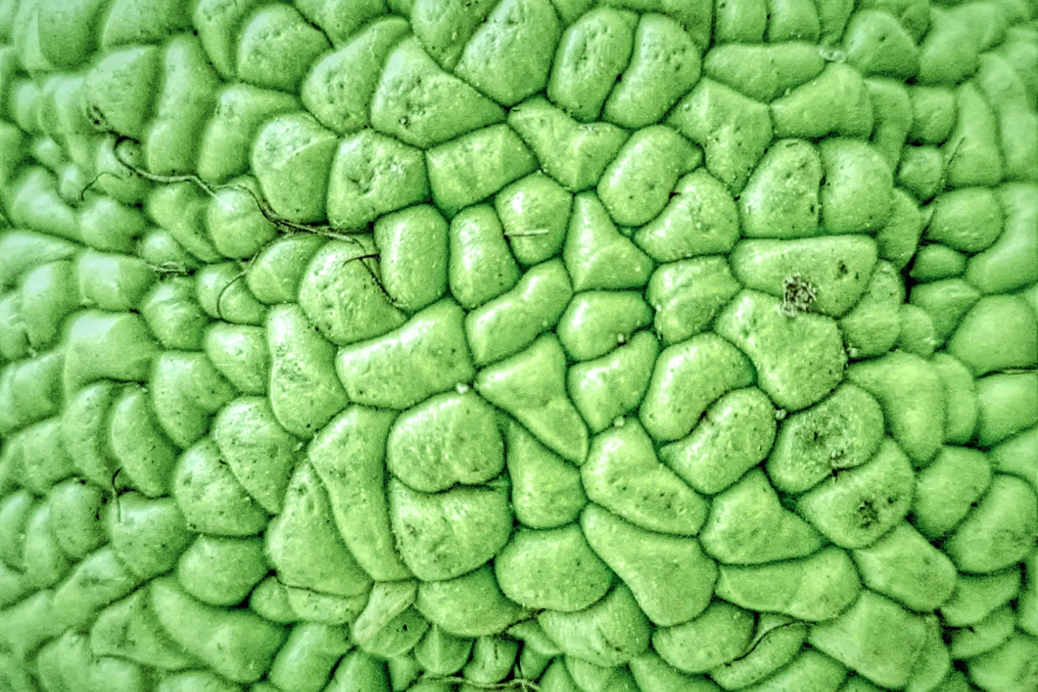 10 HEDGE APPLE Osage Orange Horse Apple Monkey Ball Maclura Pomifera Tree Seeds - Image 6