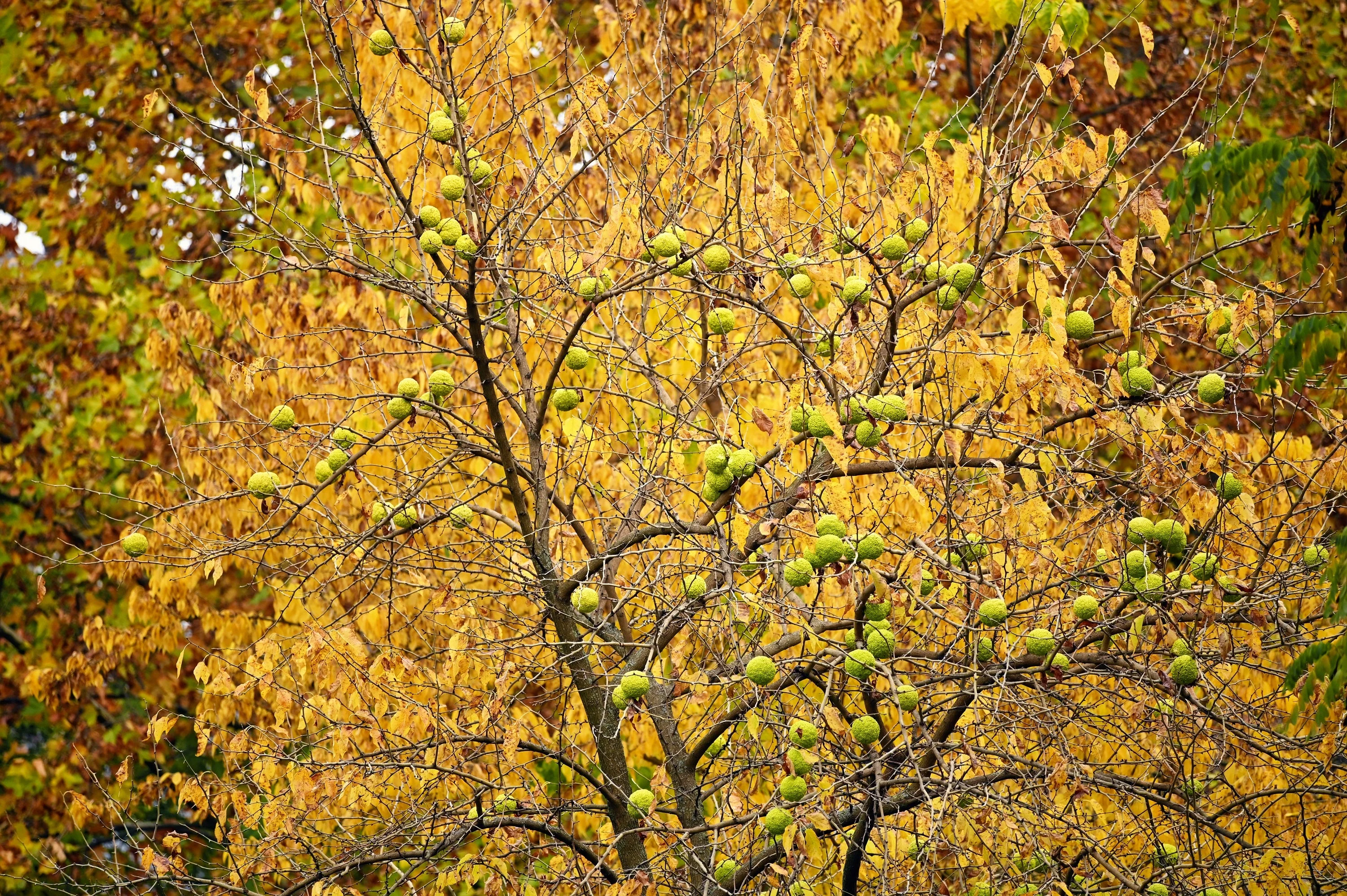 10 HEDGE APPLE Osage Orange Horse Apple Monkey Ball Maclura Pomifera Tree Seeds - Image 7