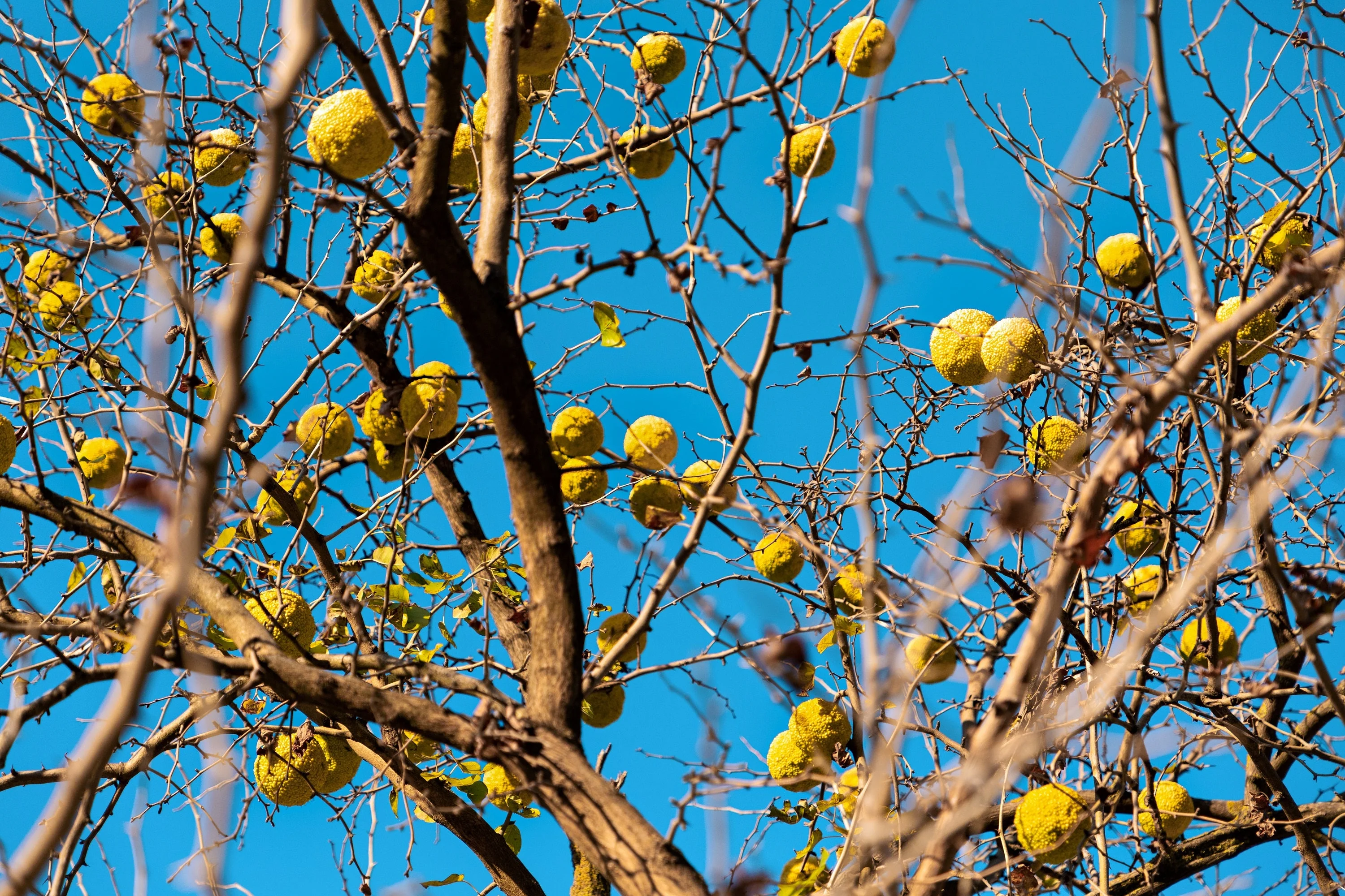 10 HEDGE APPLE Osage Orange Horse Apple Monkey Ball Maclura Pomifera Tree Seeds - Image 8