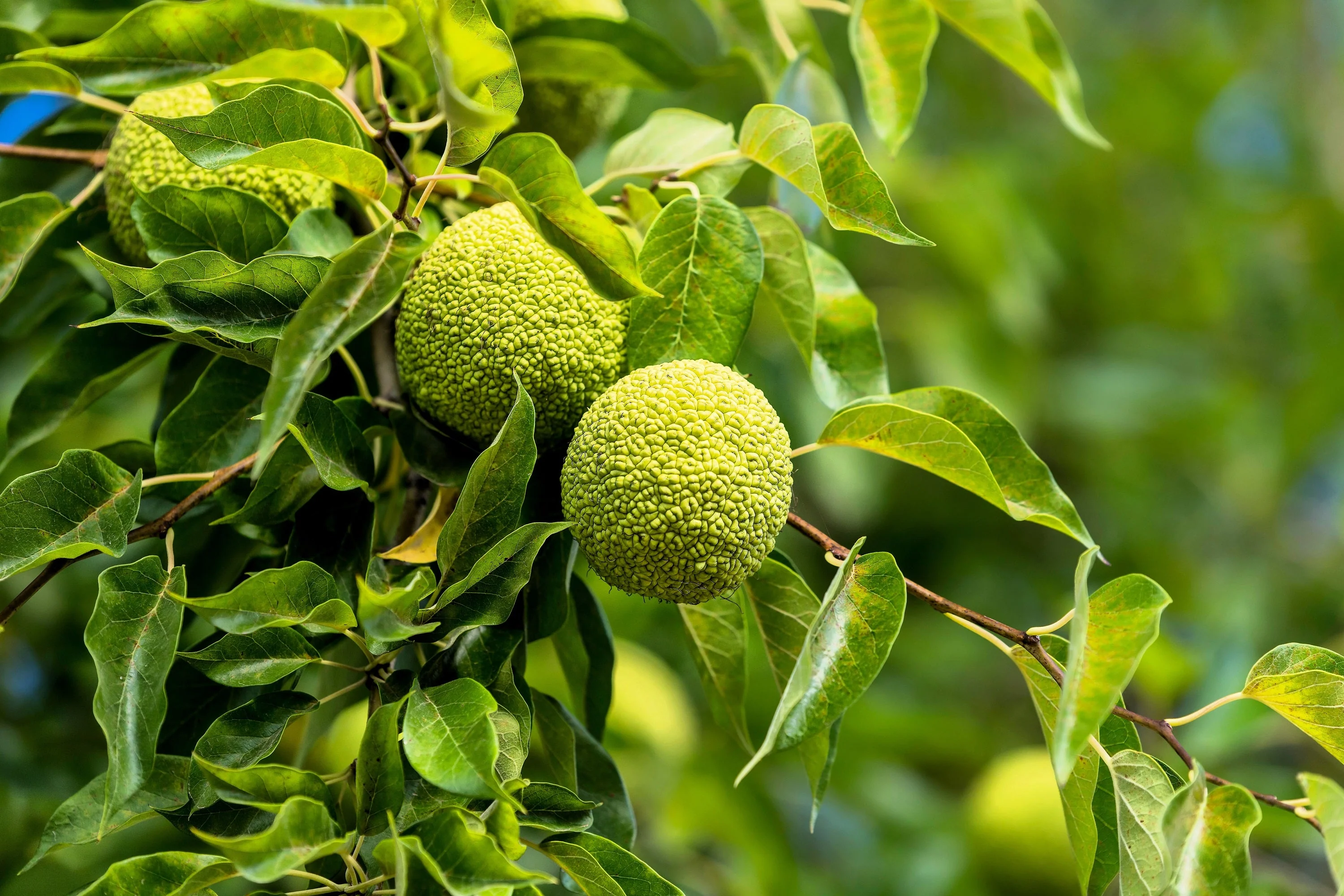 10 HEDGE APPLE Osage Orange Horse Apple Monkey Ball Maclura Pomifera Tree Seeds - Image 9