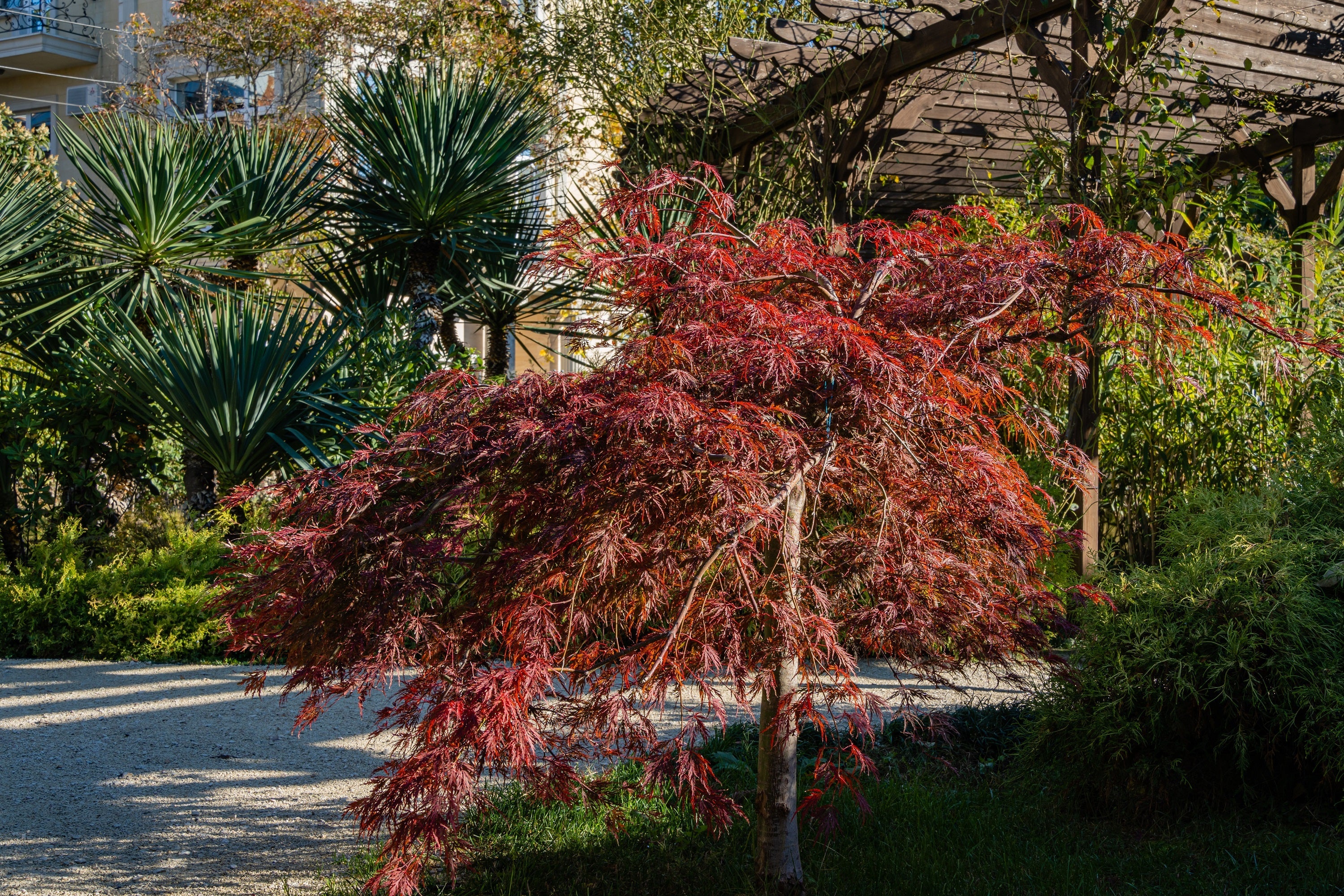 10 INABA SHIDARE MAPLE Weeping Red Laceleaf Japanese Acer Palmatum Dissectum Tree Seeds - Image 10