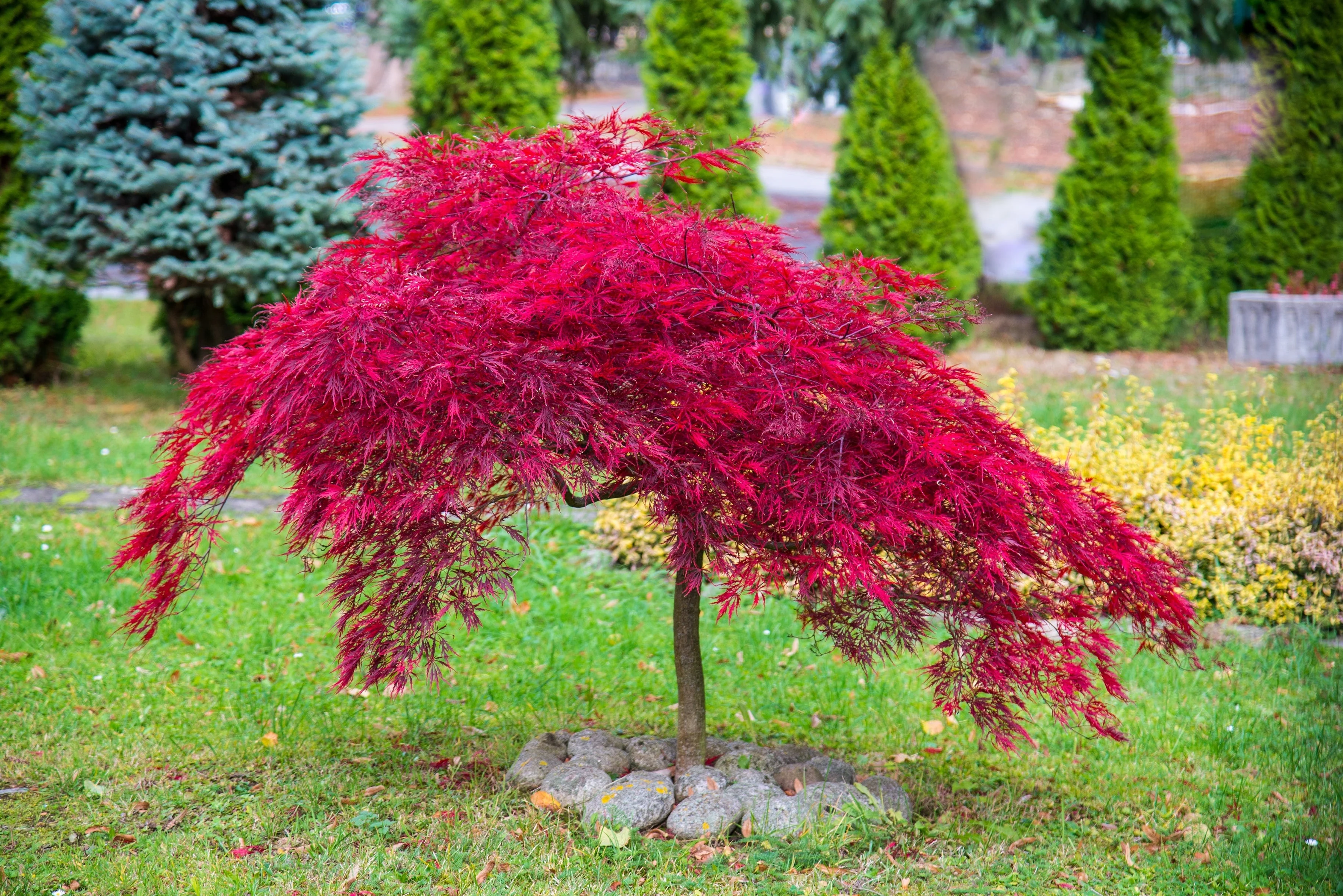 10 INABA SHIDARE MAPLE Weeping Red Laceleaf Japanese Acer Palmatum Dissectum Tree Seeds - Image 11
