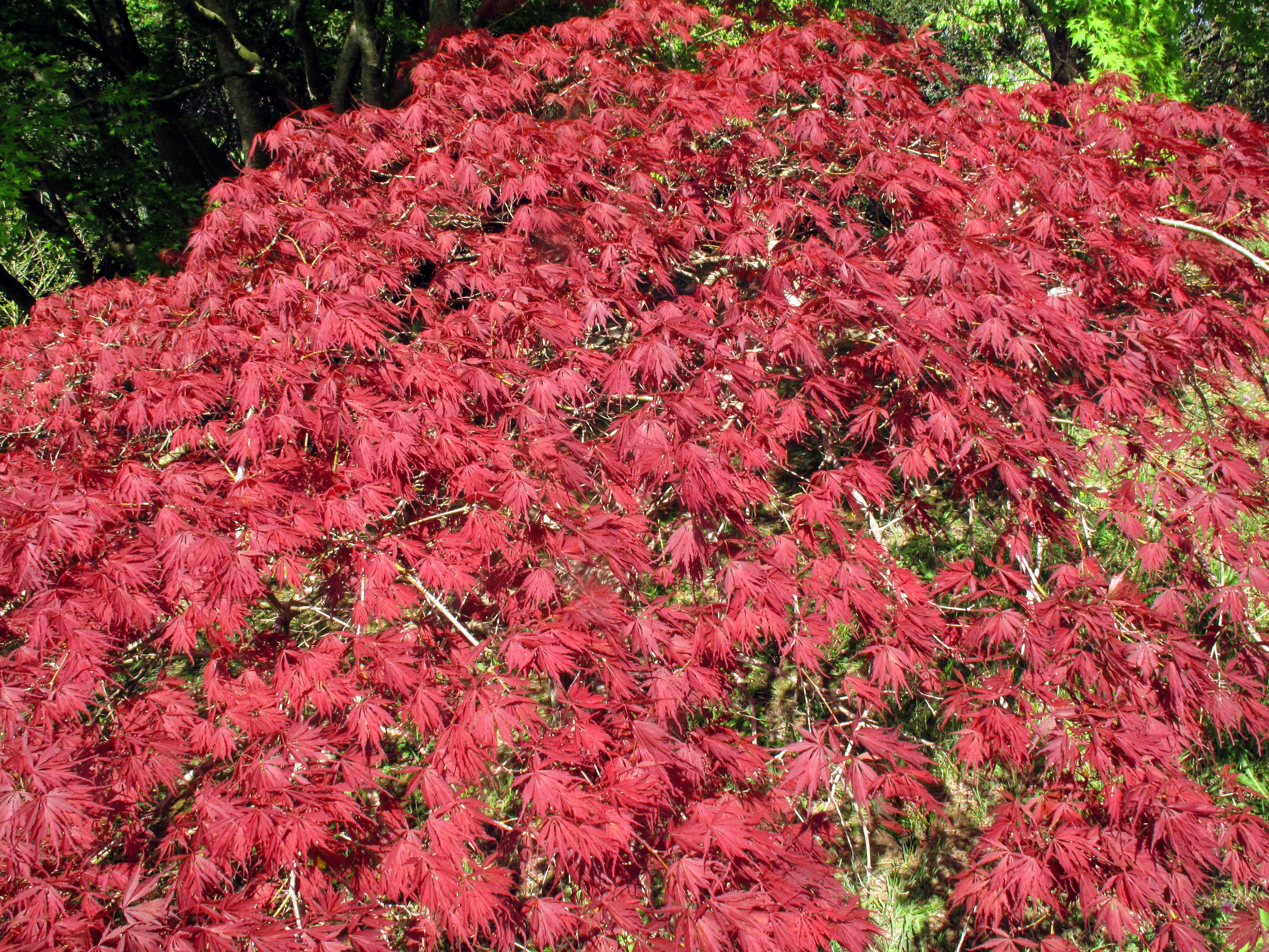 10 INABA SHIDARE MAPLE Weeping Red Laceleaf Japanese Acer Palmatum Dissectum Tree Seeds - Image 2