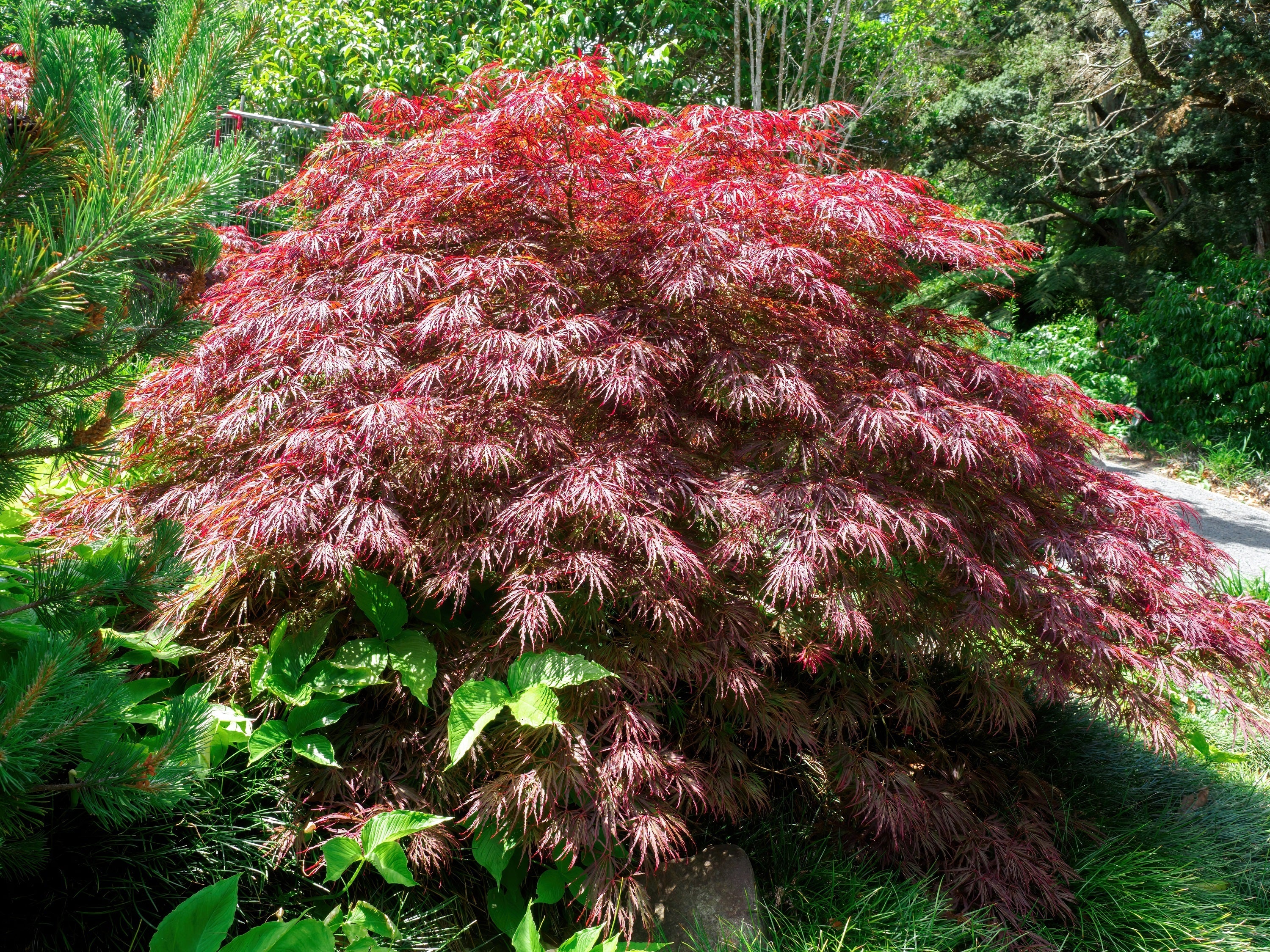 10 INABA SHIDARE MAPLE Weeping Red Laceleaf Japanese Acer Palmatum Dissectum Tree Seeds - Image 3