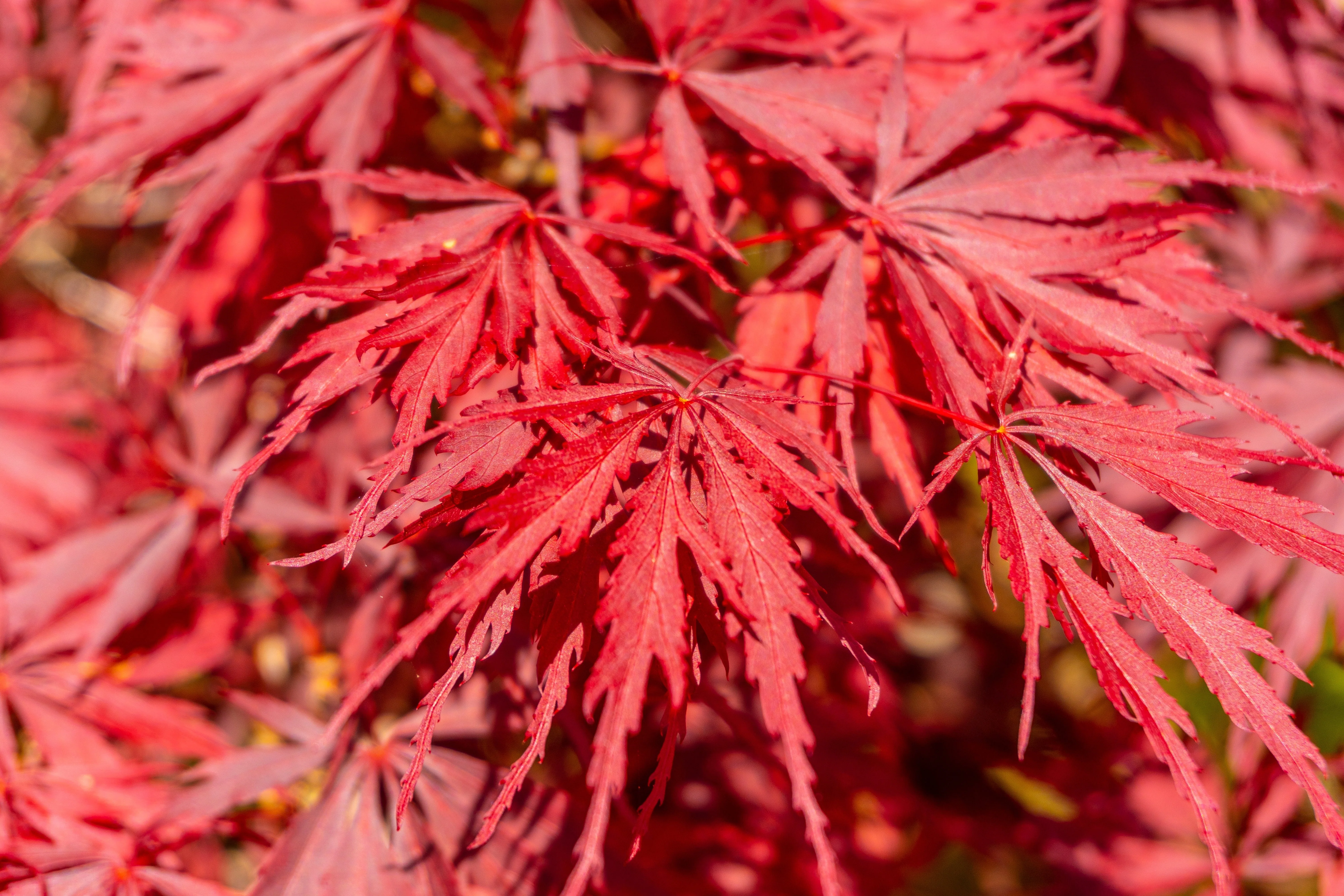 10 INABA SHIDARE MAPLE Weeping Red Laceleaf Japanese Acer Palmatum Dissectum Tree Seeds - Image 4